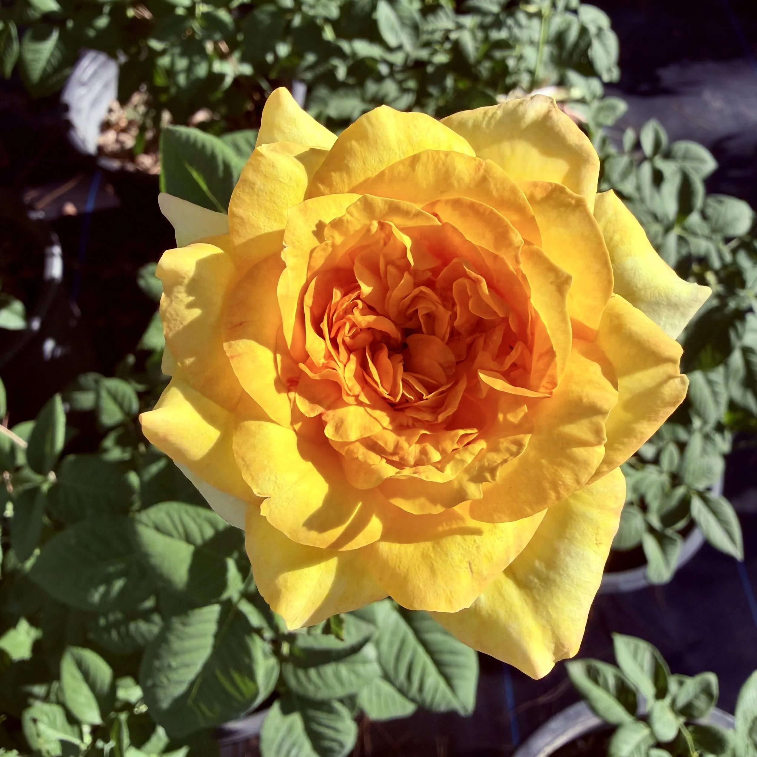 IMG_8266.jpeg