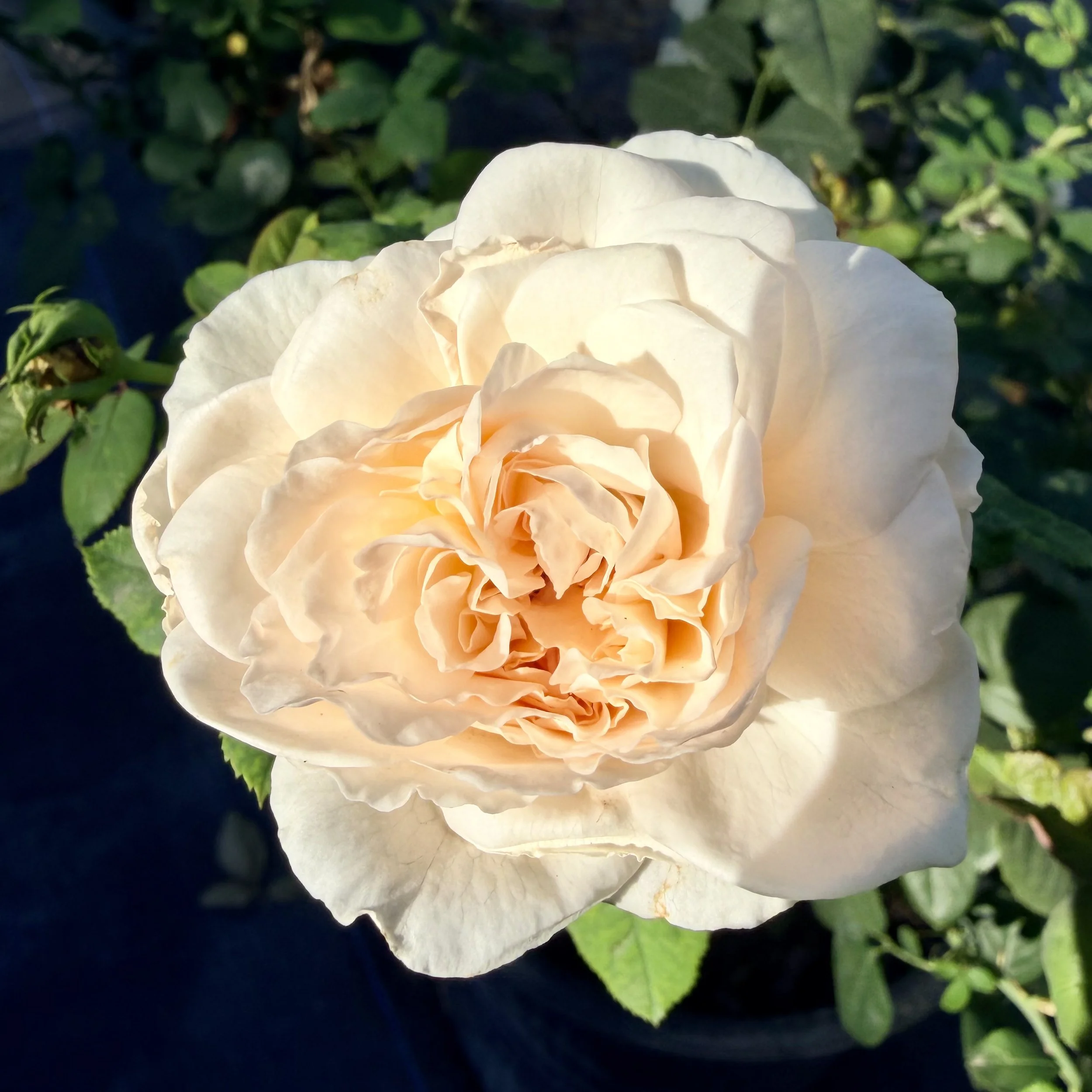 Close-up of a cream-colored rose with green leaves in the background.