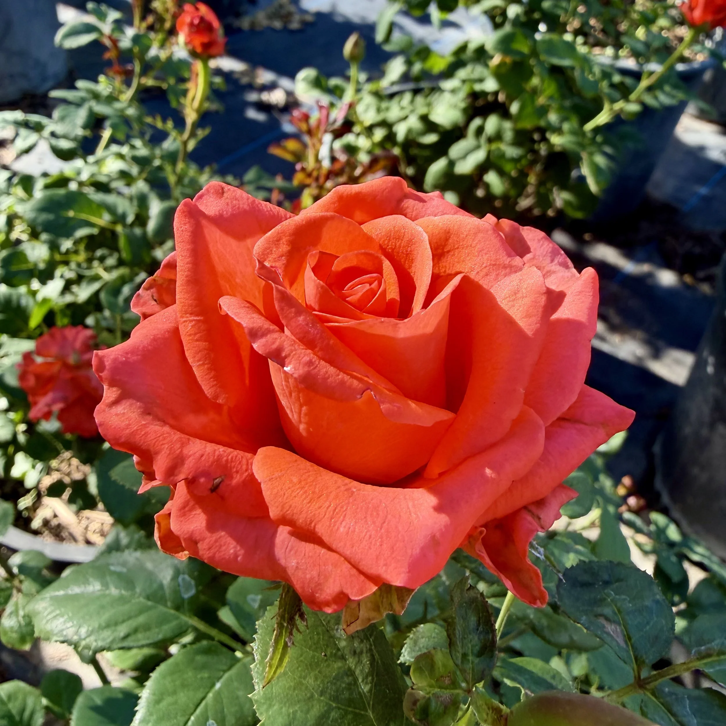 IMG_8255.jpeg