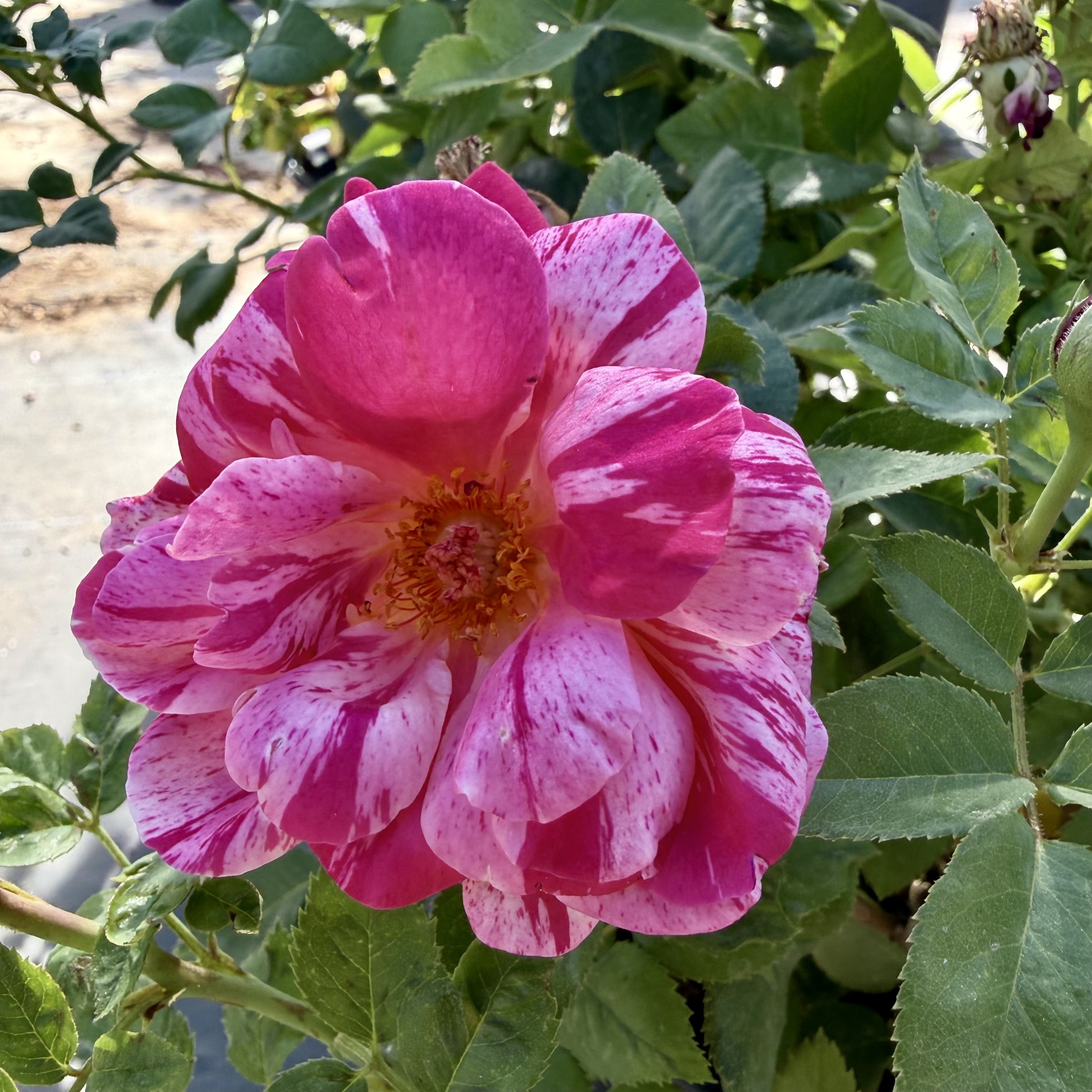Close-up of a pink and white variegated camellia flower amid green leaves.
