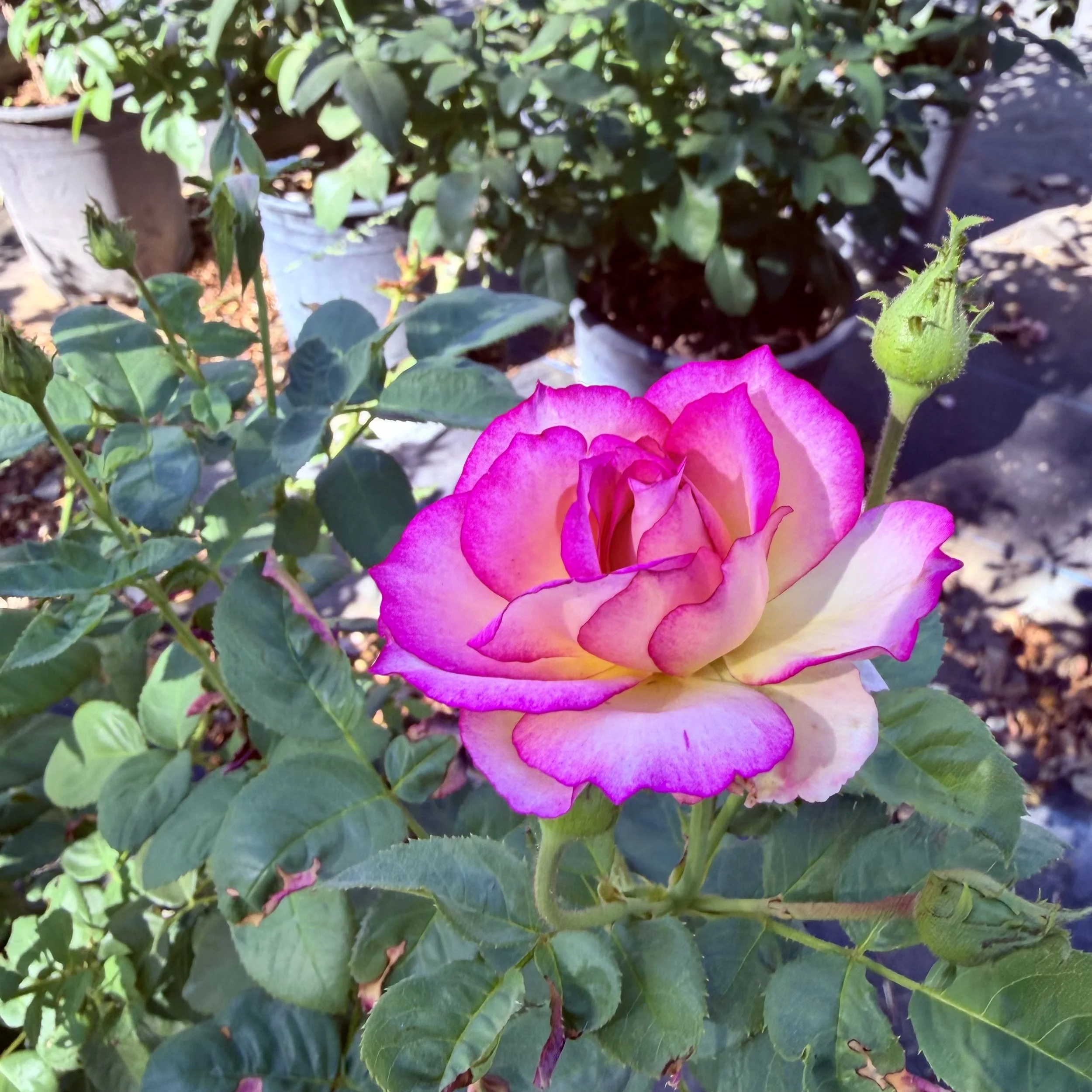 IMG_8125.jpeg