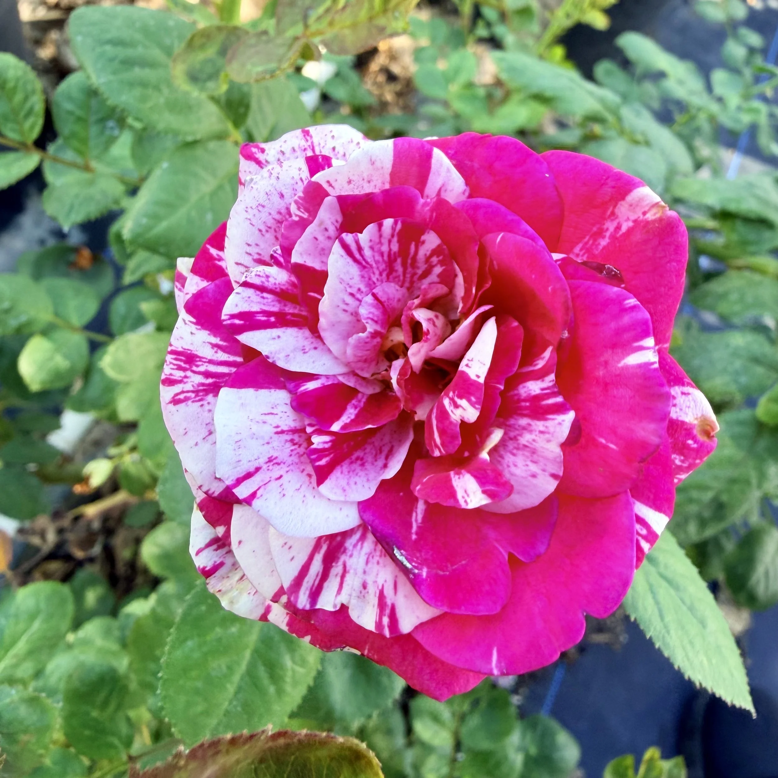 Close-up view of a blooming pink and white flower with green leaves in the background.