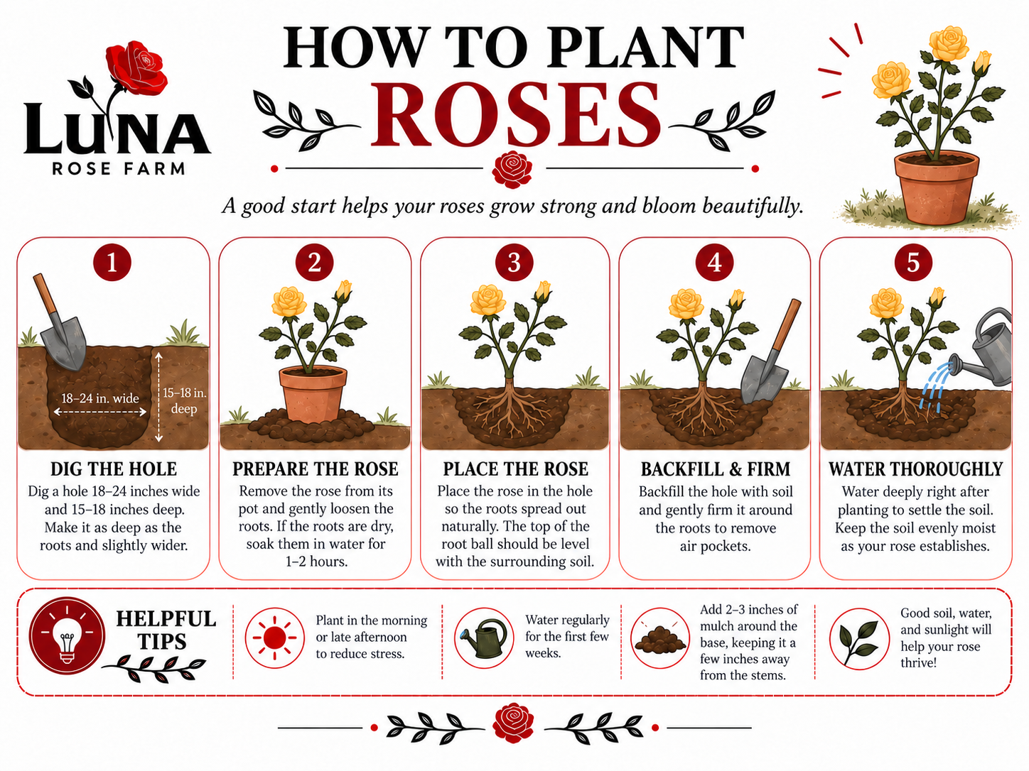 A step-by-step guide on how to plant roses from Luna Rose Farm, including digging a hole, preparing the rose, placing it in the ground, backfilling, and watering thoroughly, with illustrated icons and tips for healthy rose growth.