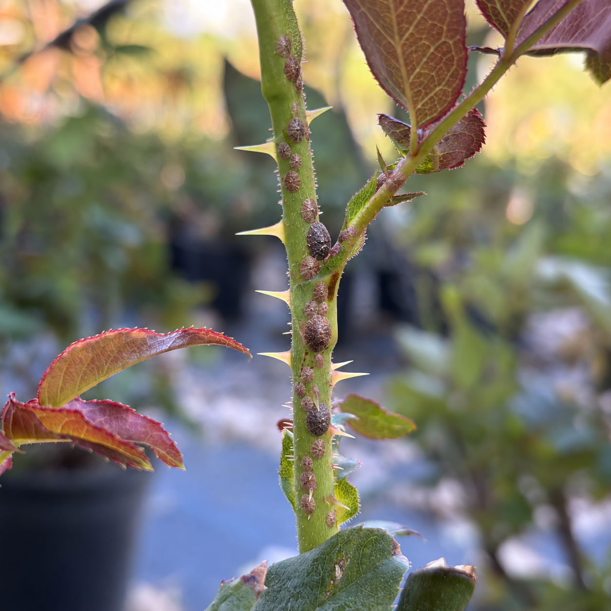 A close-up of a green rose stem with sharp thorns and several small brown pests, possibly aphids, clustered along the stem and leaf margins.