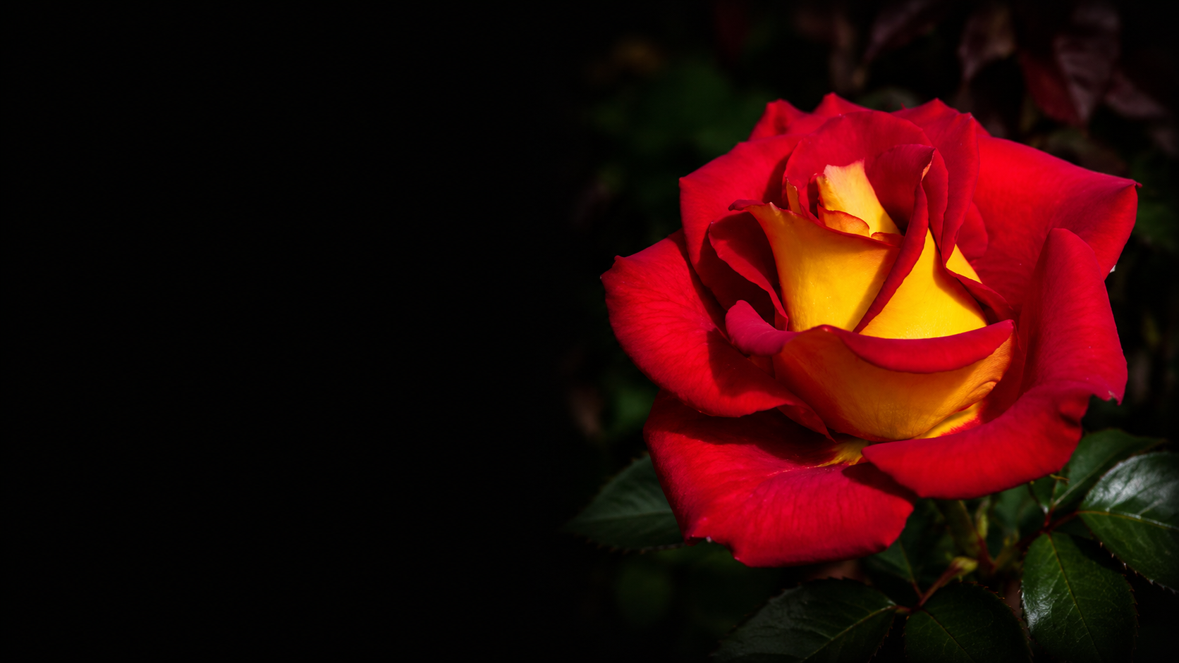 A close-up of a two-tone rose with red outer petals and yellow inner petals, set against a dark background with green leaves.