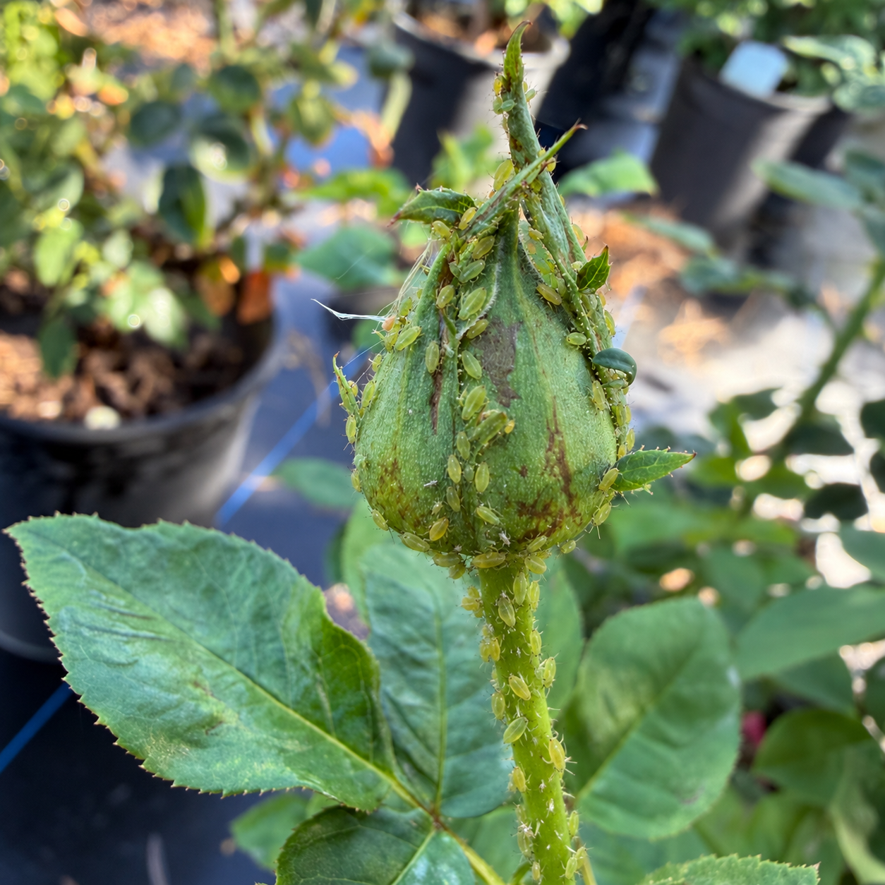 Close-up of a rosebud covered with numerous green aphids, with green leaves in the background.