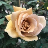 Butterscotch