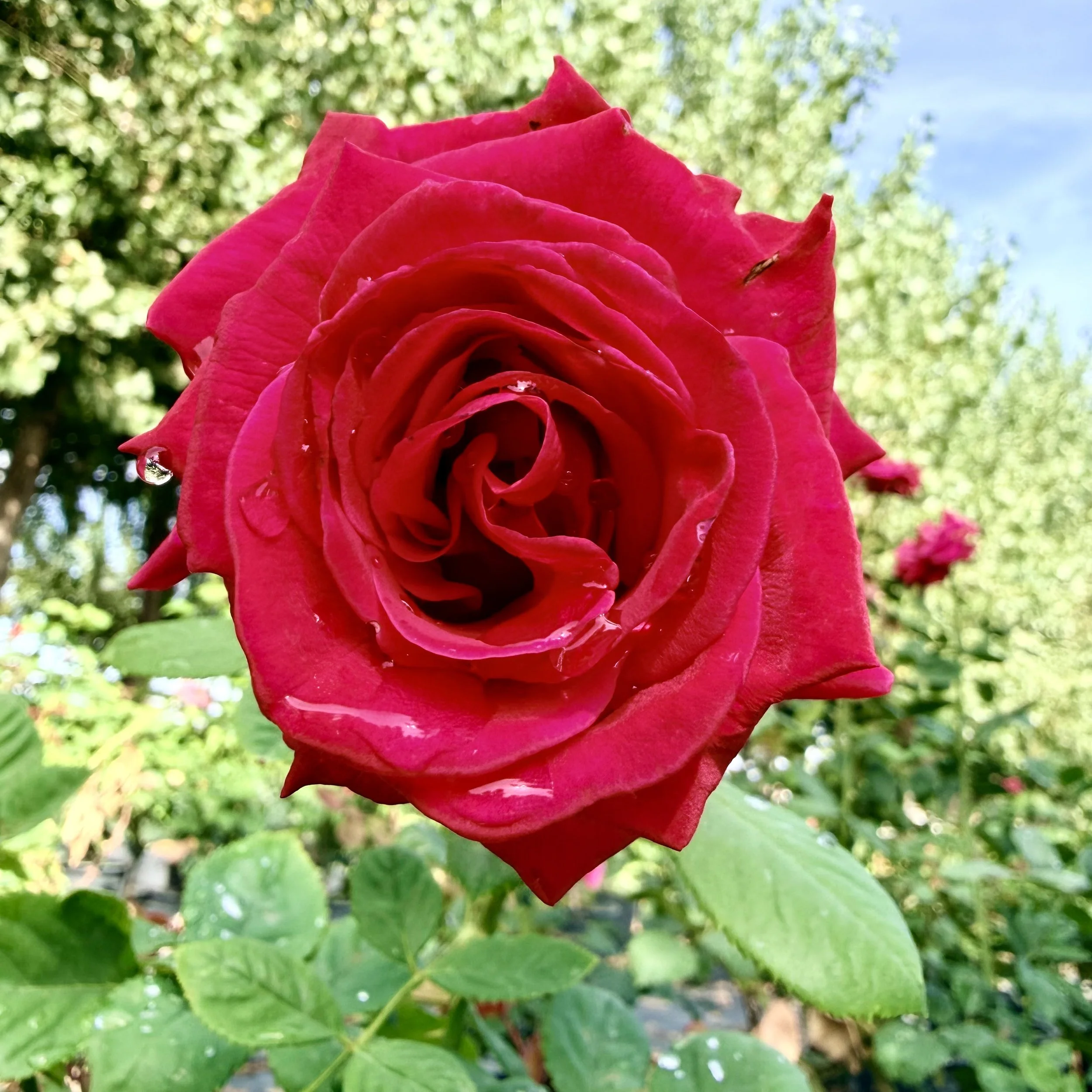 IMG_8581.jpeg