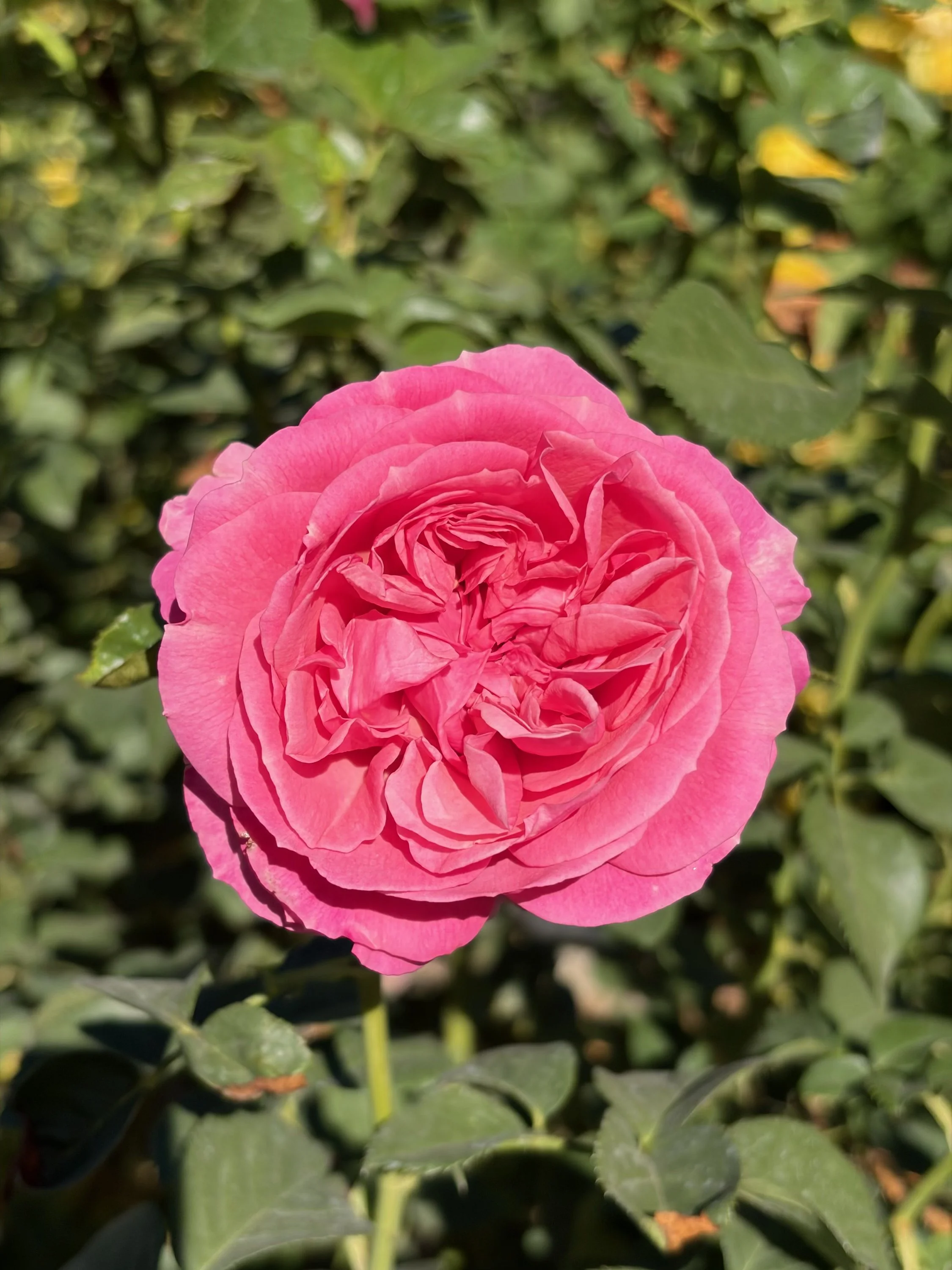 Close-up of a pink rose in full bloom against green leaves and foliage.