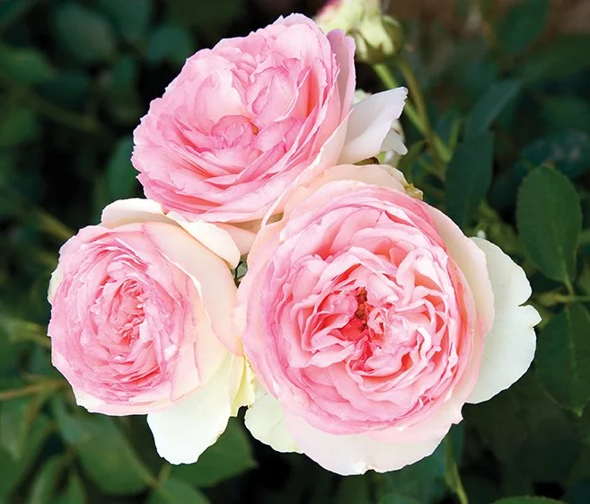 Three pink and white ruffled roses in bloom among green leaves.