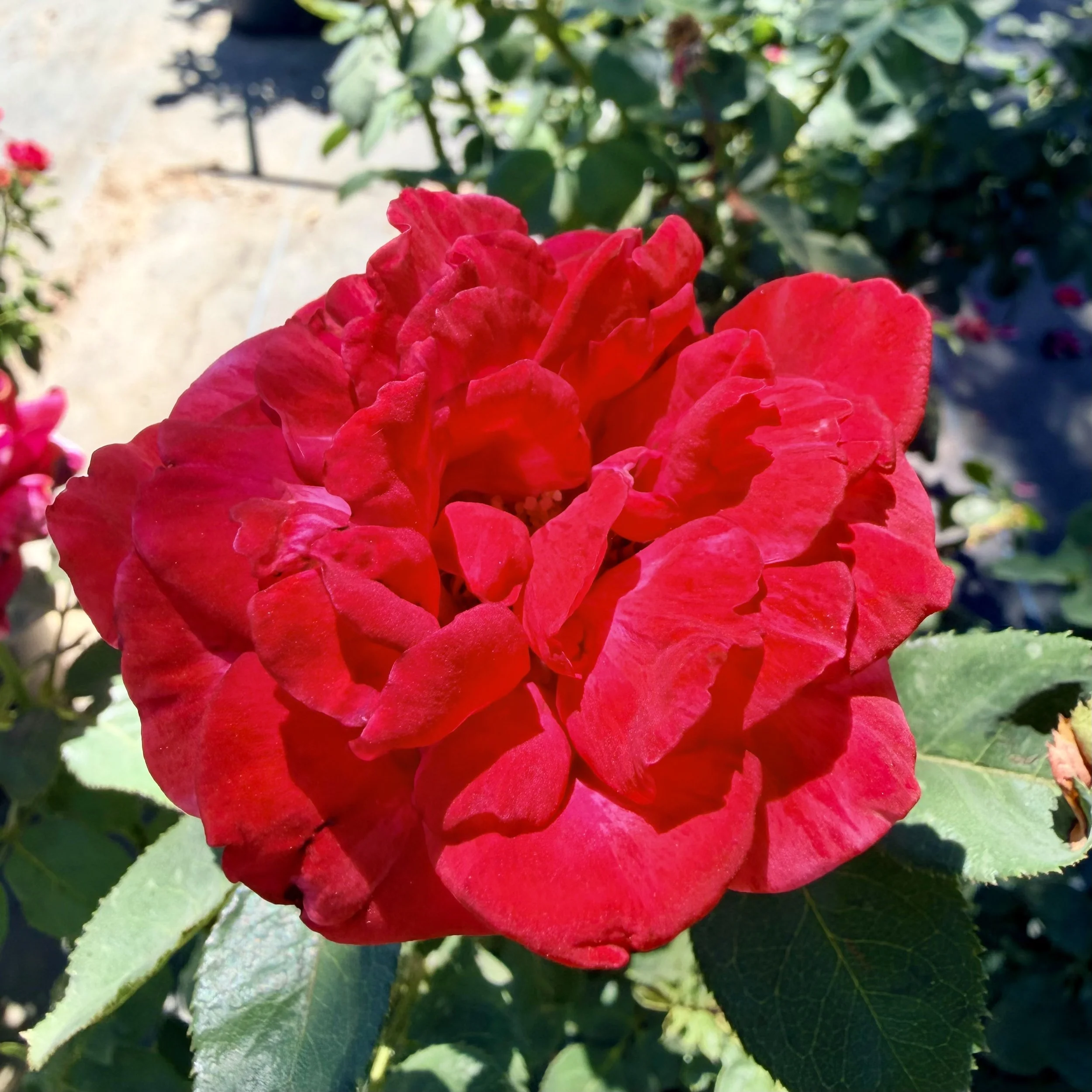 IMG_8011.jpeg