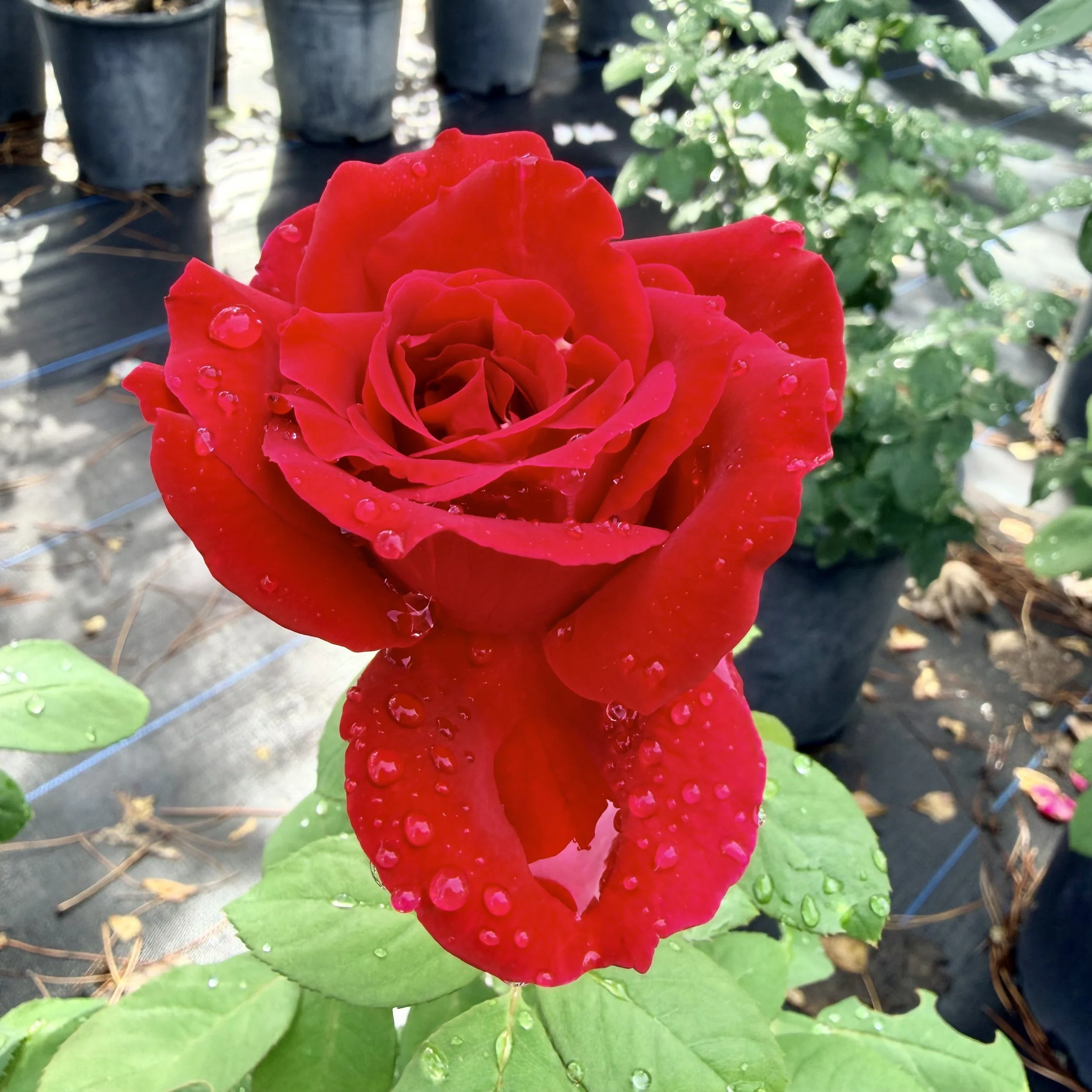 IMG_8573.jpeg
