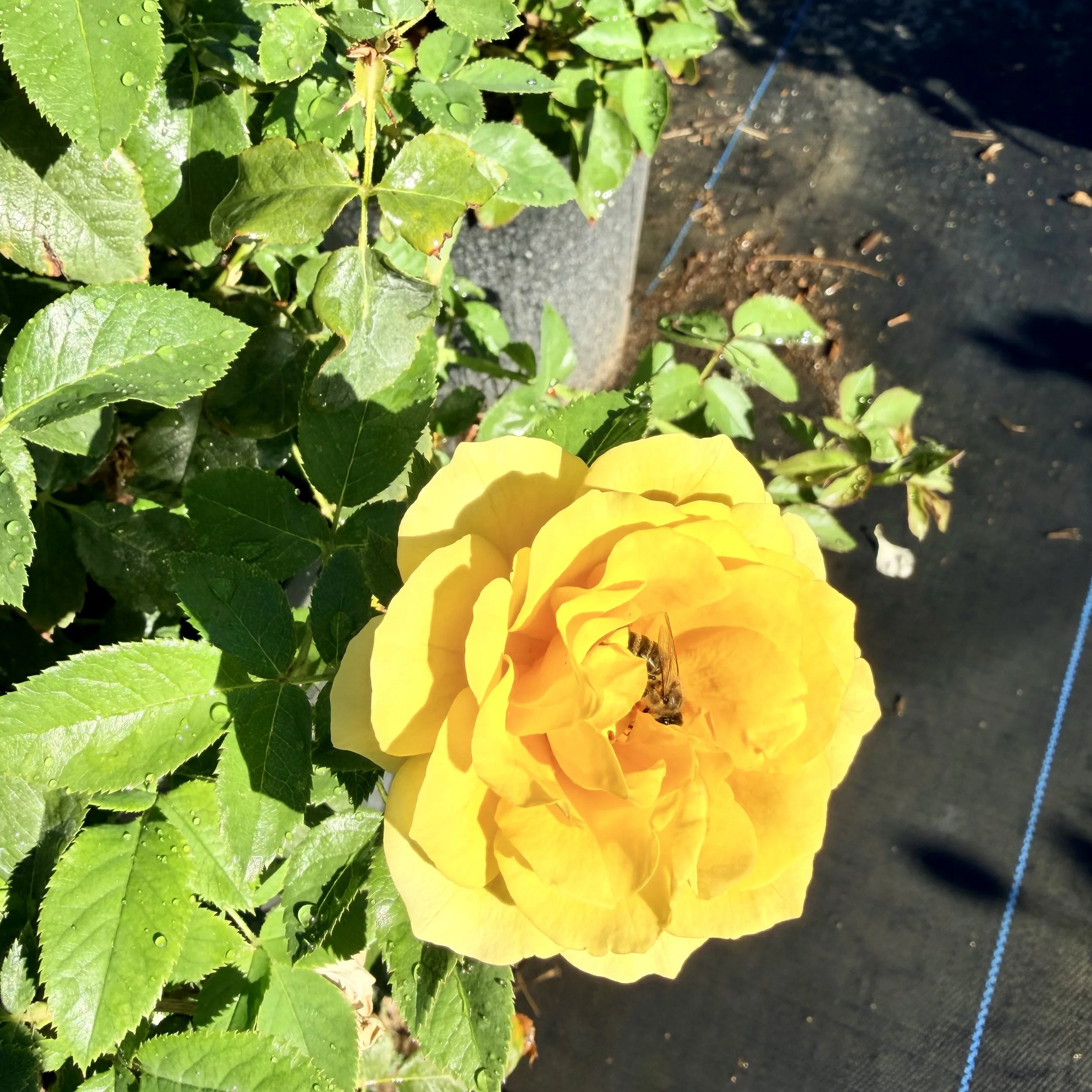 IMG_8379.jpeg