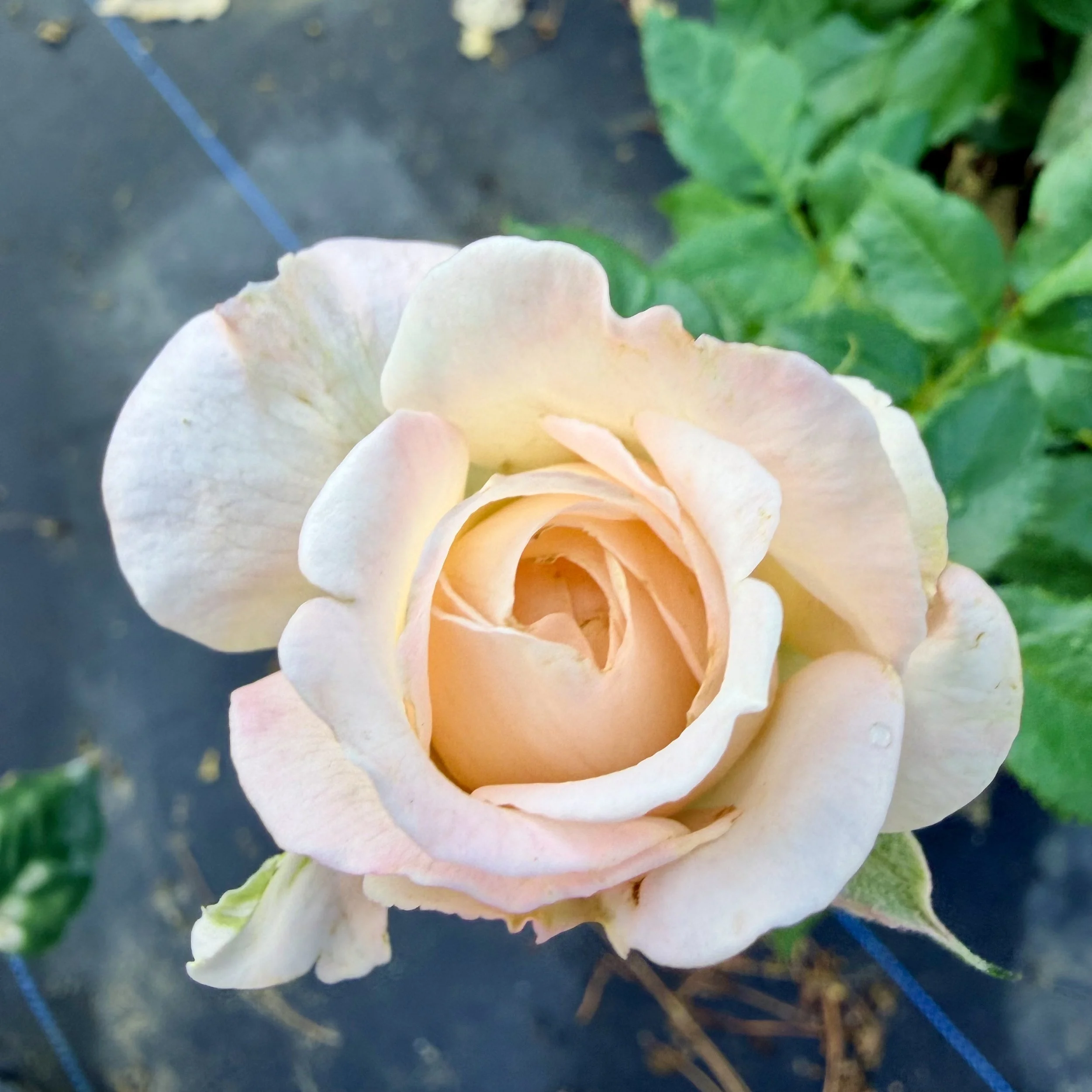 Close-up of a light-colored rose with petals that are pale pink and cream, in a garden setting with green leaves and a blurred background.