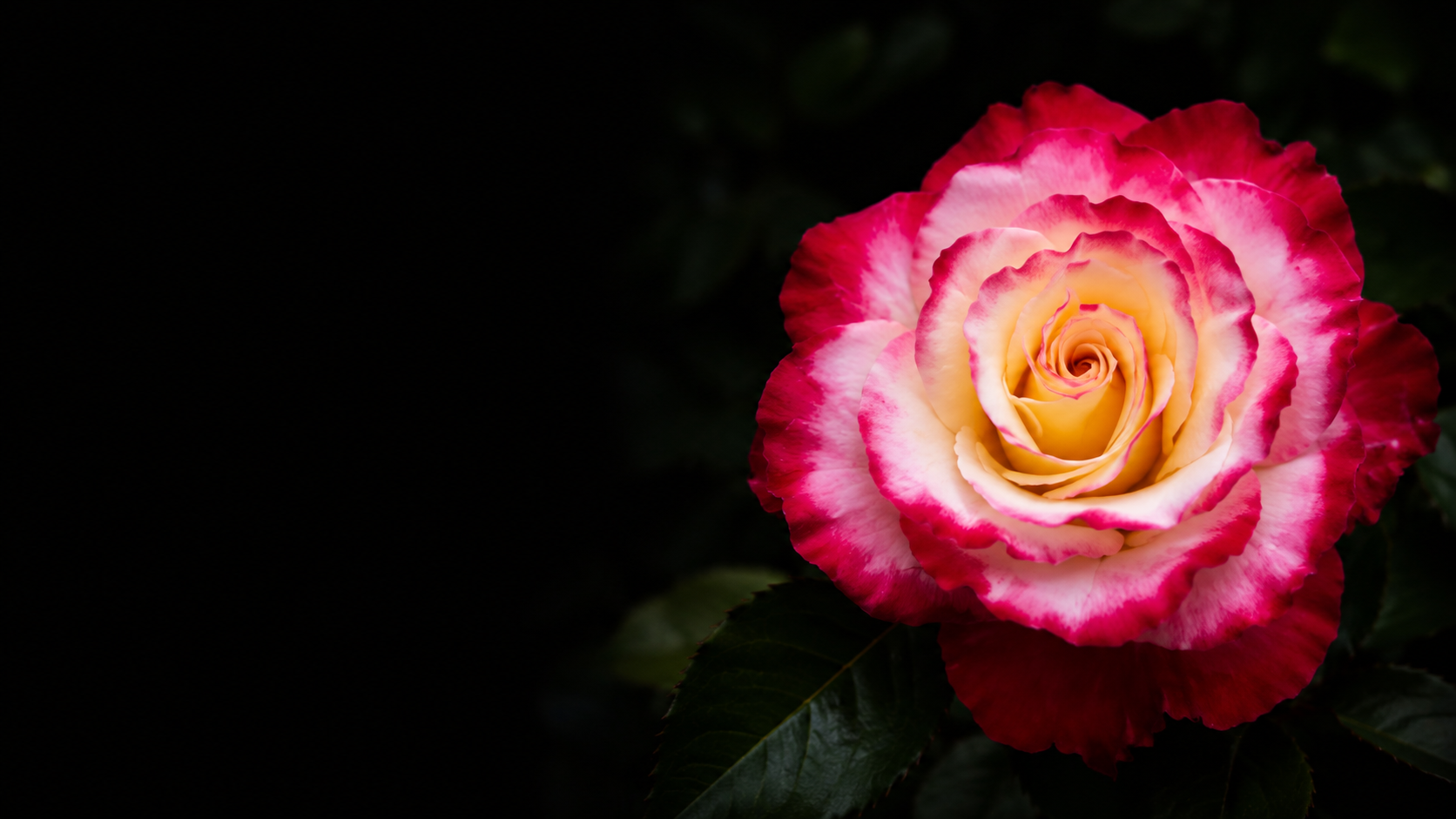 Close-up of a pink and white rose with dark green leaves in the background.