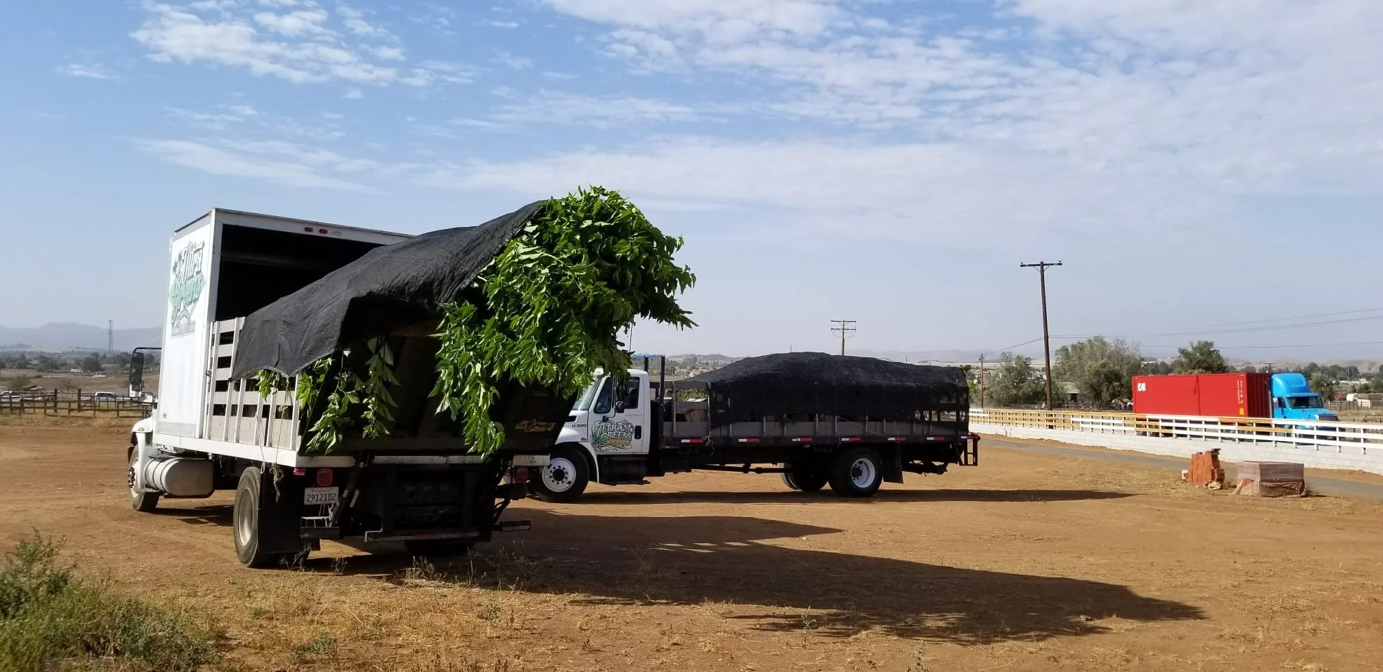 A truck transporting large leafy green plants, possibly for sale or planting, in a rural or semi-rural area under a partly cloudy sky.
