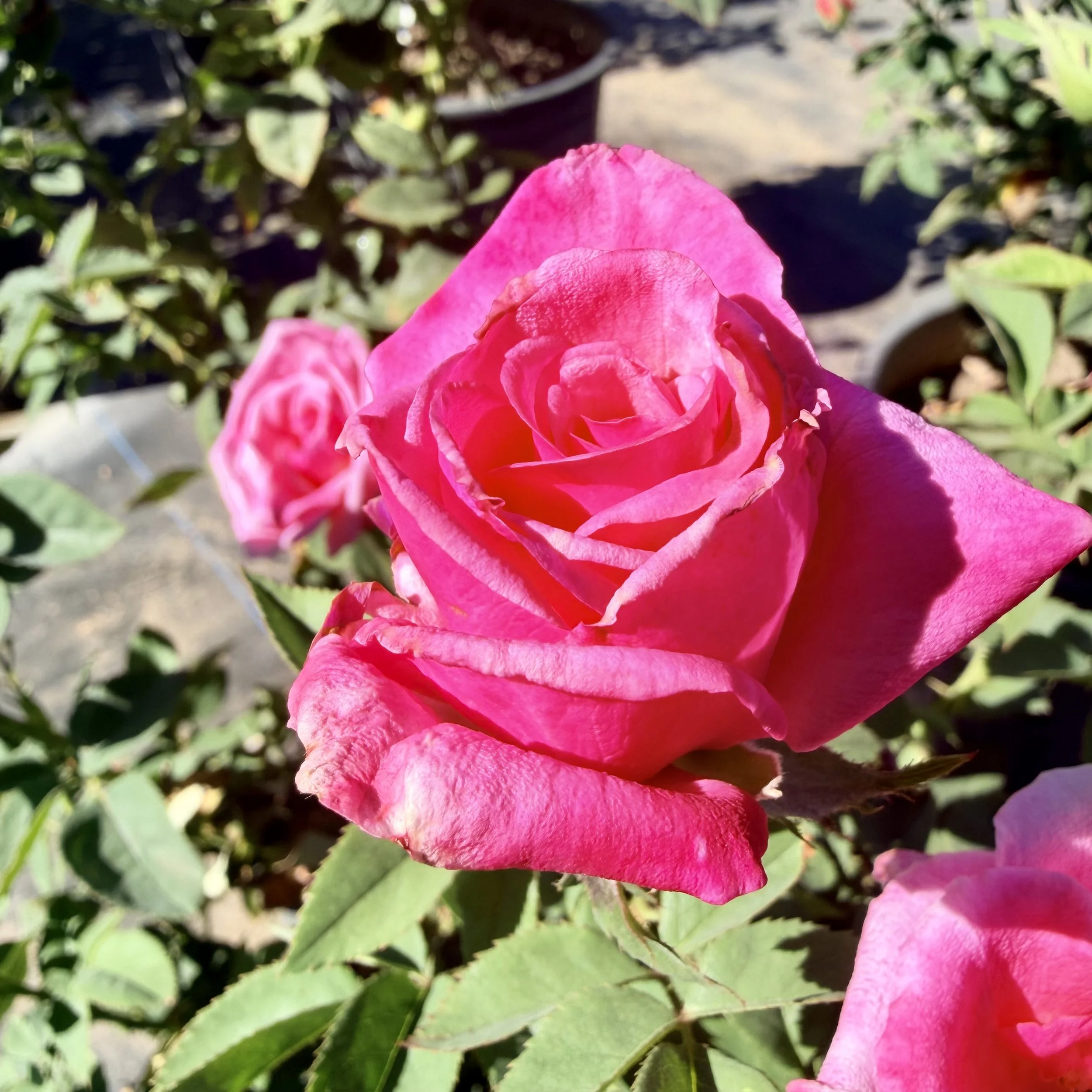 IMG_8122.jpeg