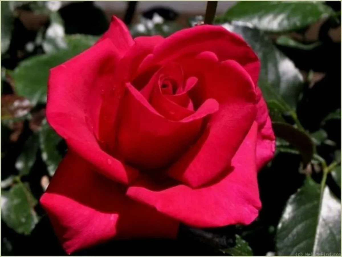 Lasting Love®