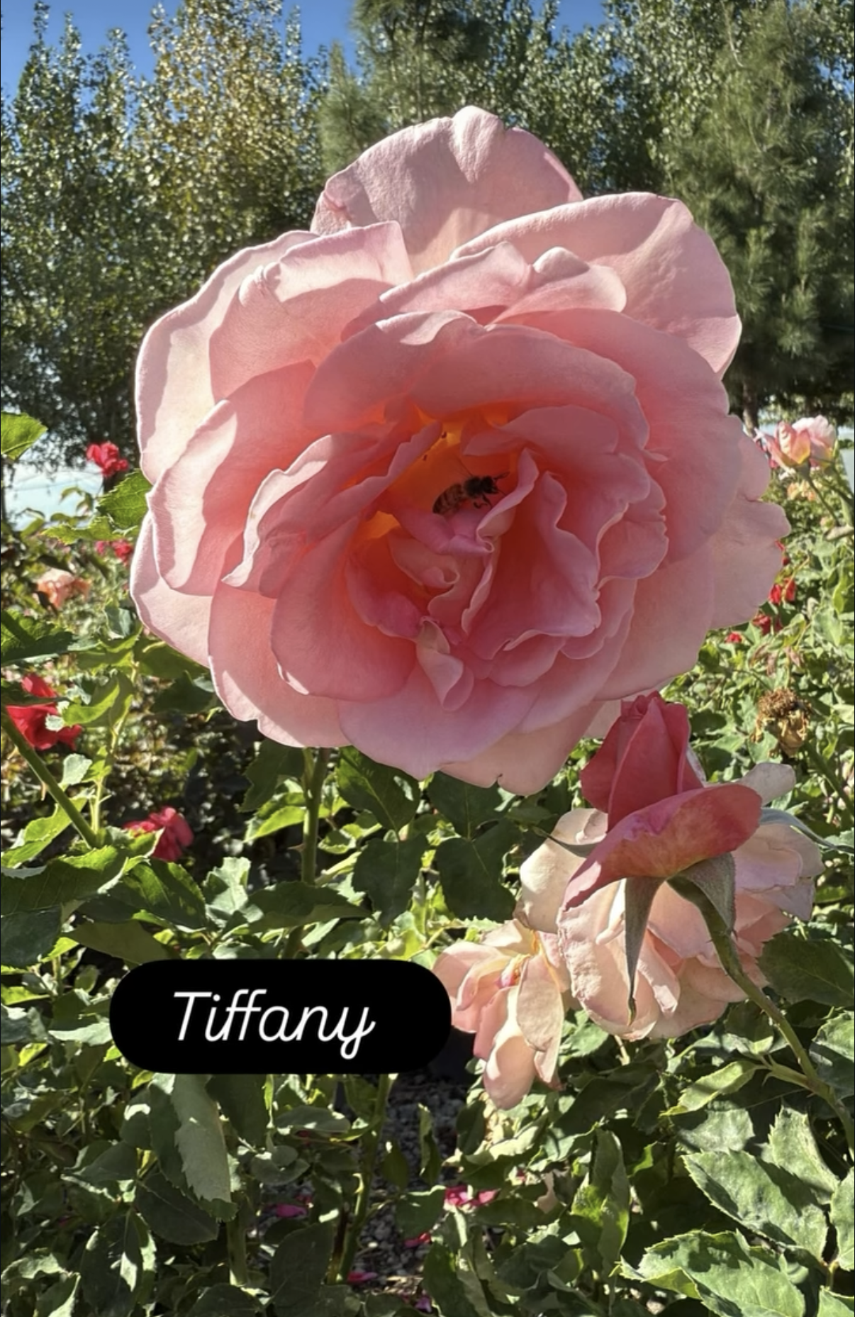 Close-up of a large pink rose with a bee inside, surrounded by green leaves and other roses, with a background of trees and clear sky.