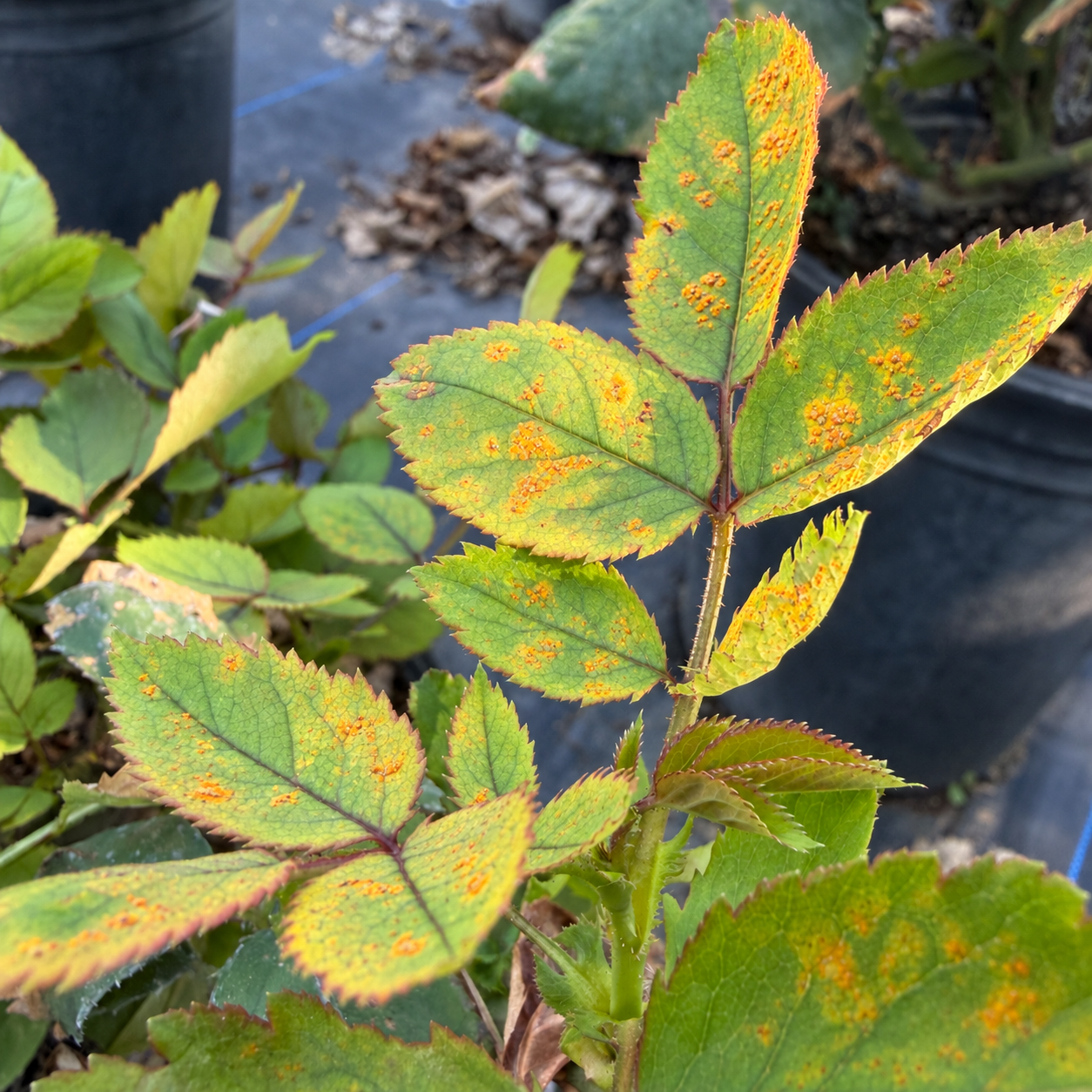 Close-up of a rose plant with yellowing and orange-spotted leaves, indicating possible disease or nutrient deficiency, in a garden or nursery setting.