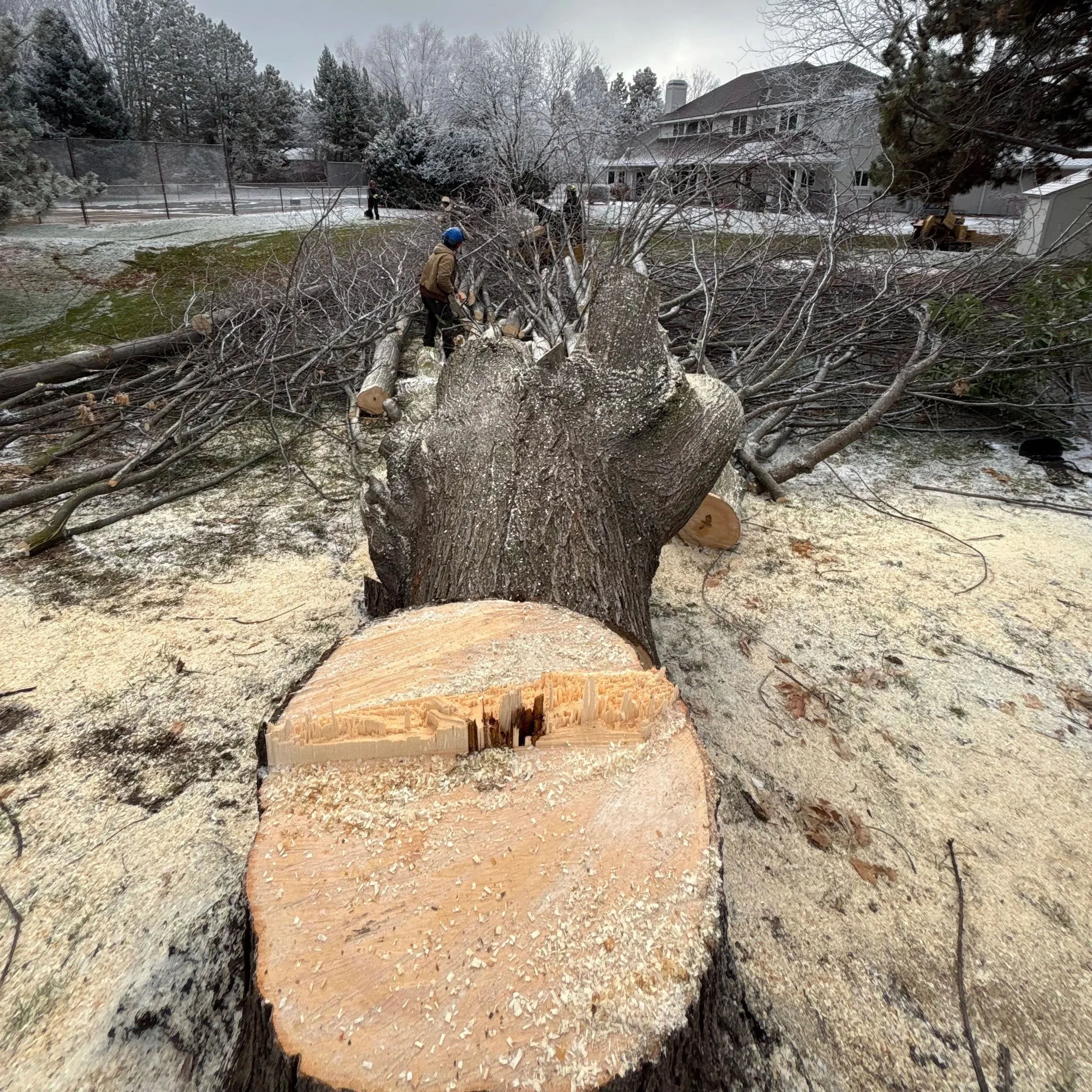 Fresh stump from recently removed tree, ready for stump grinding
