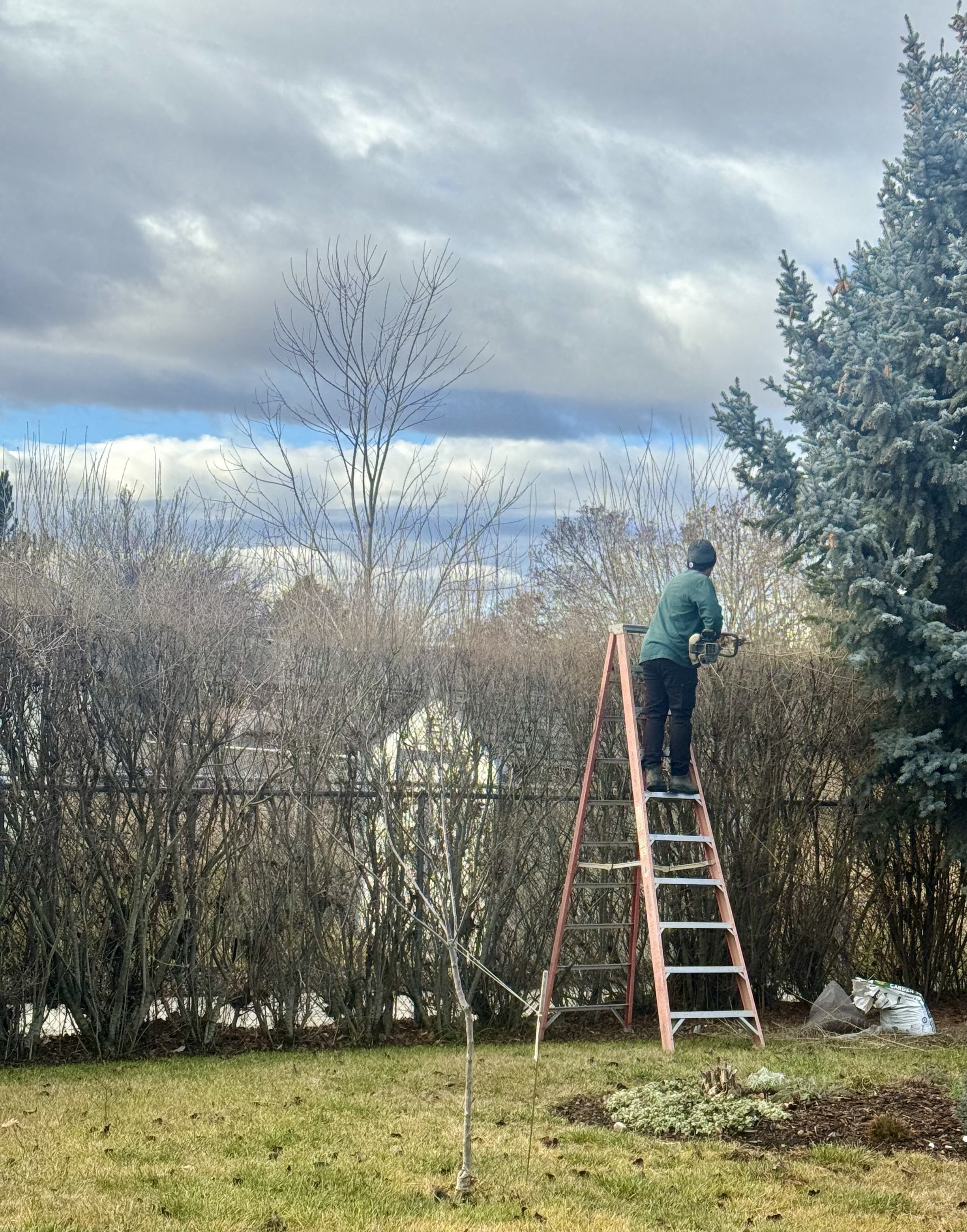 Employee trimming long row of hedges on a ladder with hedgers