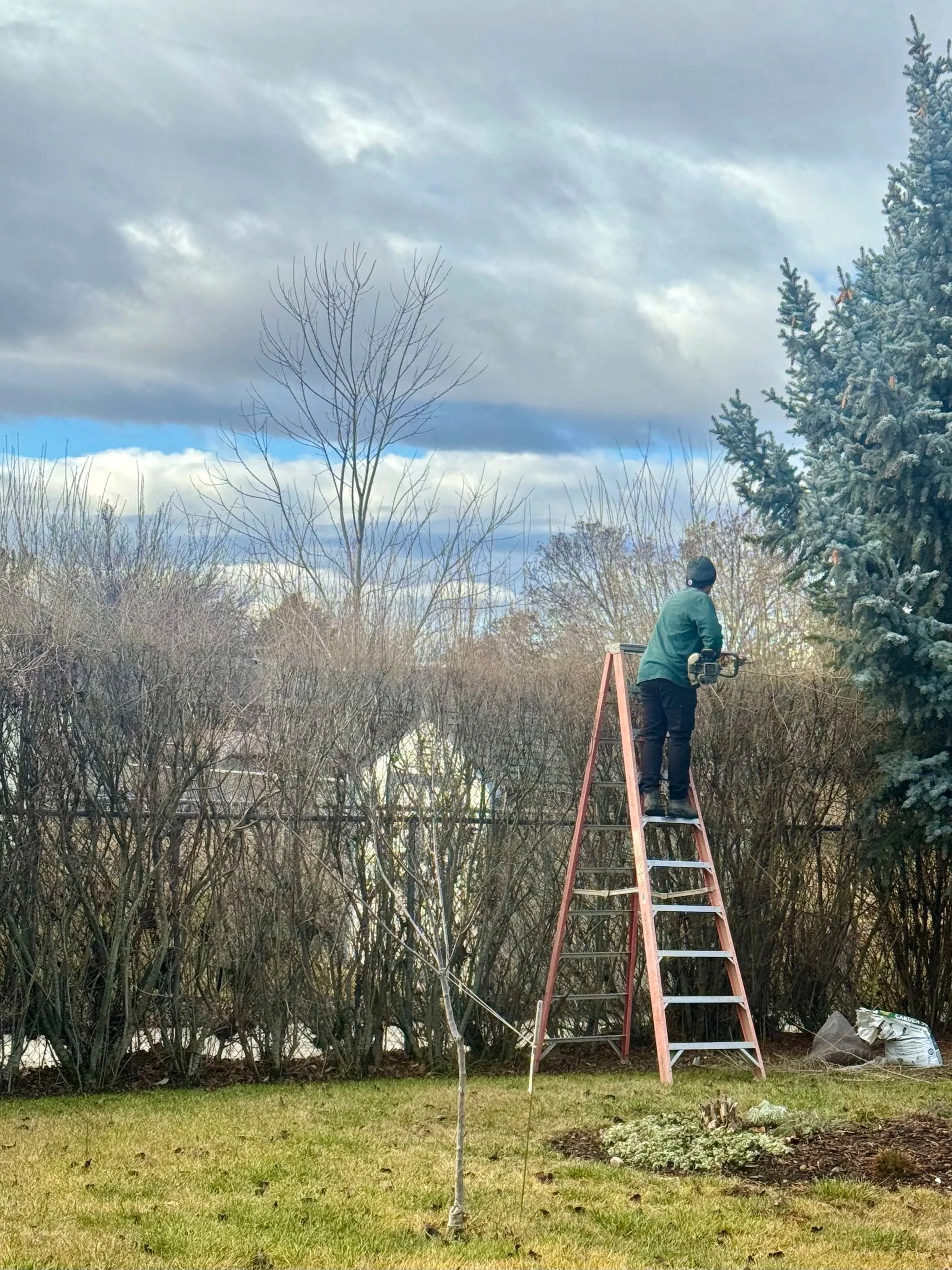 Employee trimming large shrub wall with hedge trimmers
