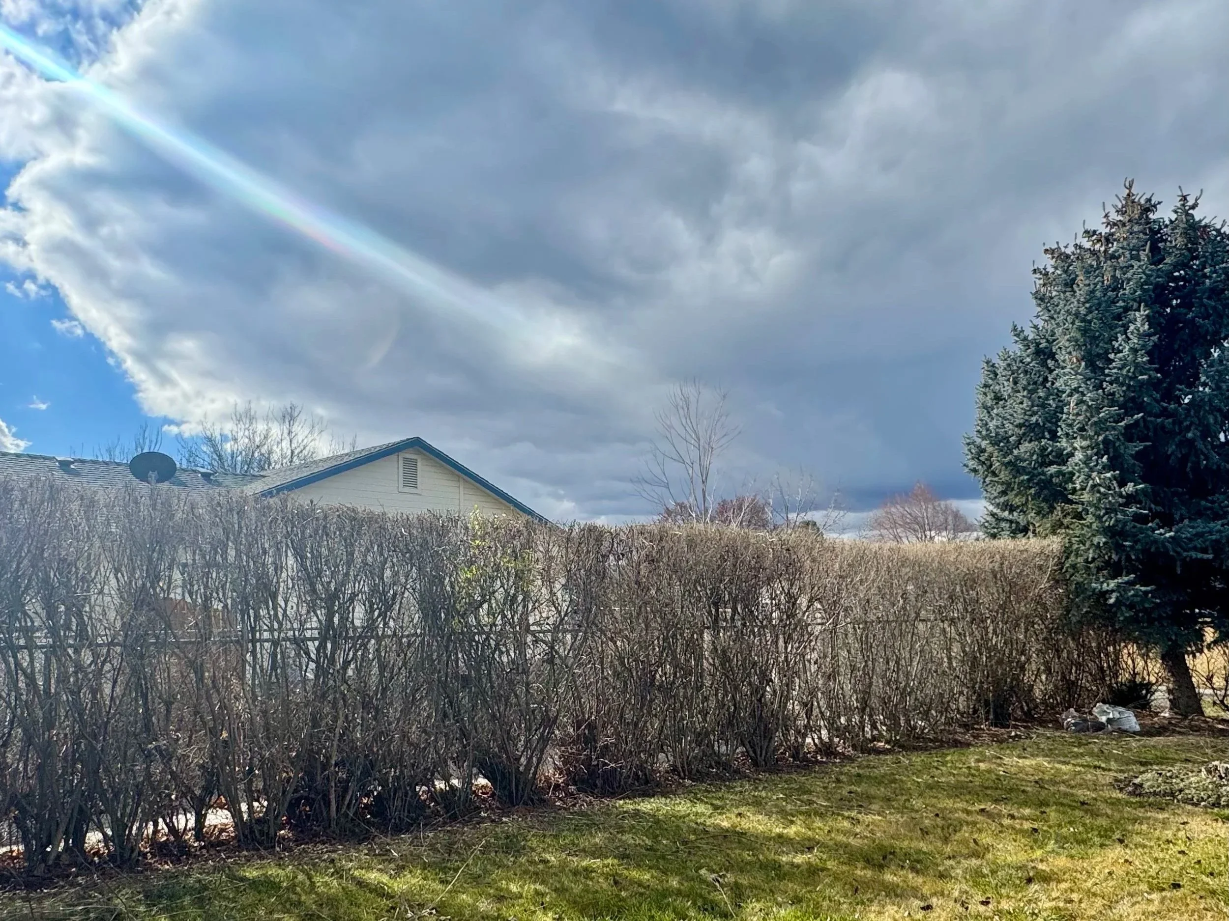 Long row of hedges along fence after they have been cut. Hedges are clean-looking and evenly pruned.