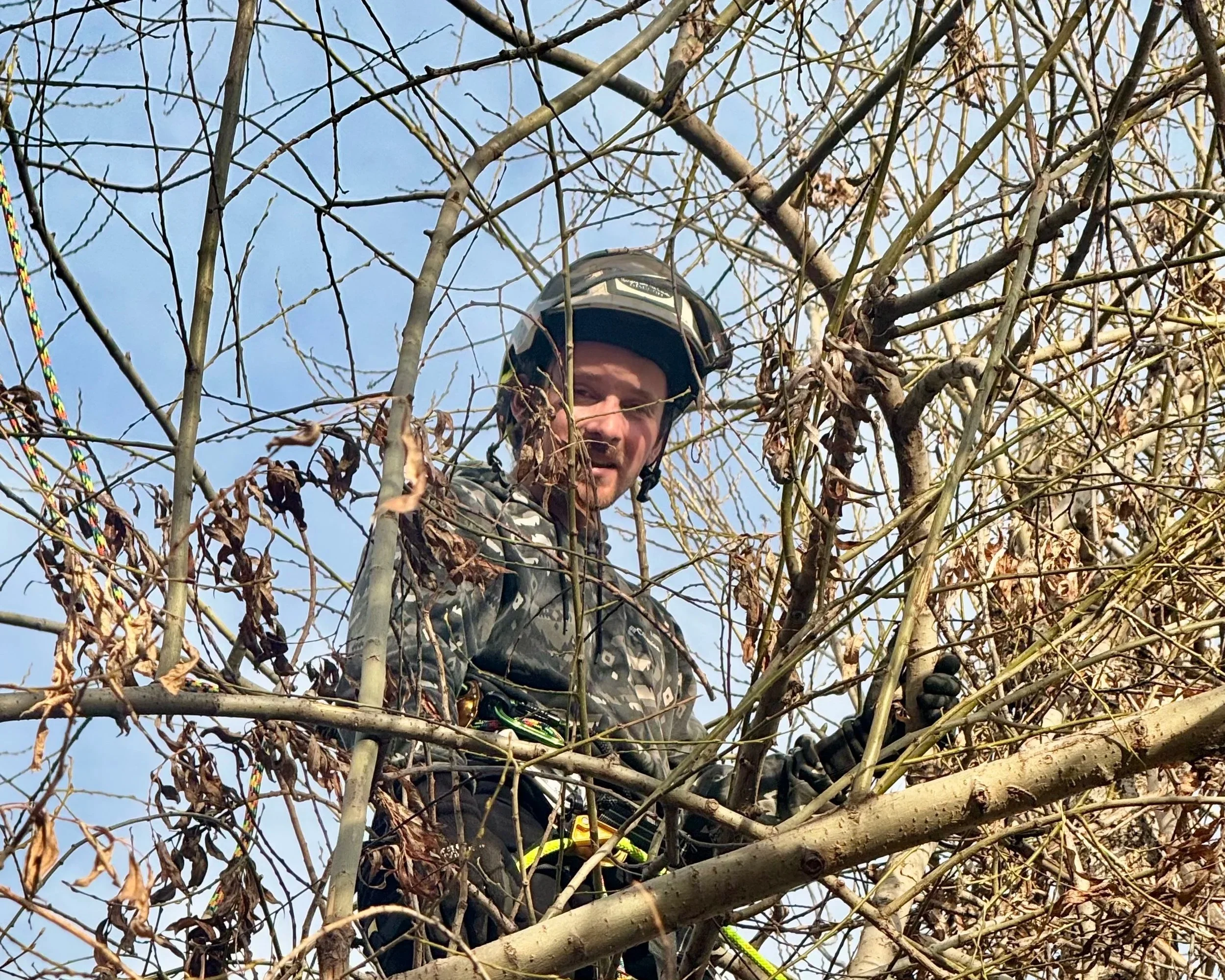 In progress of pruning large willow tree