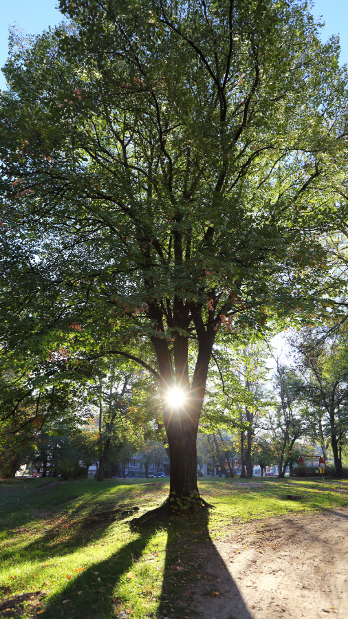 Sunlight shining through a large tree in an open grassy area