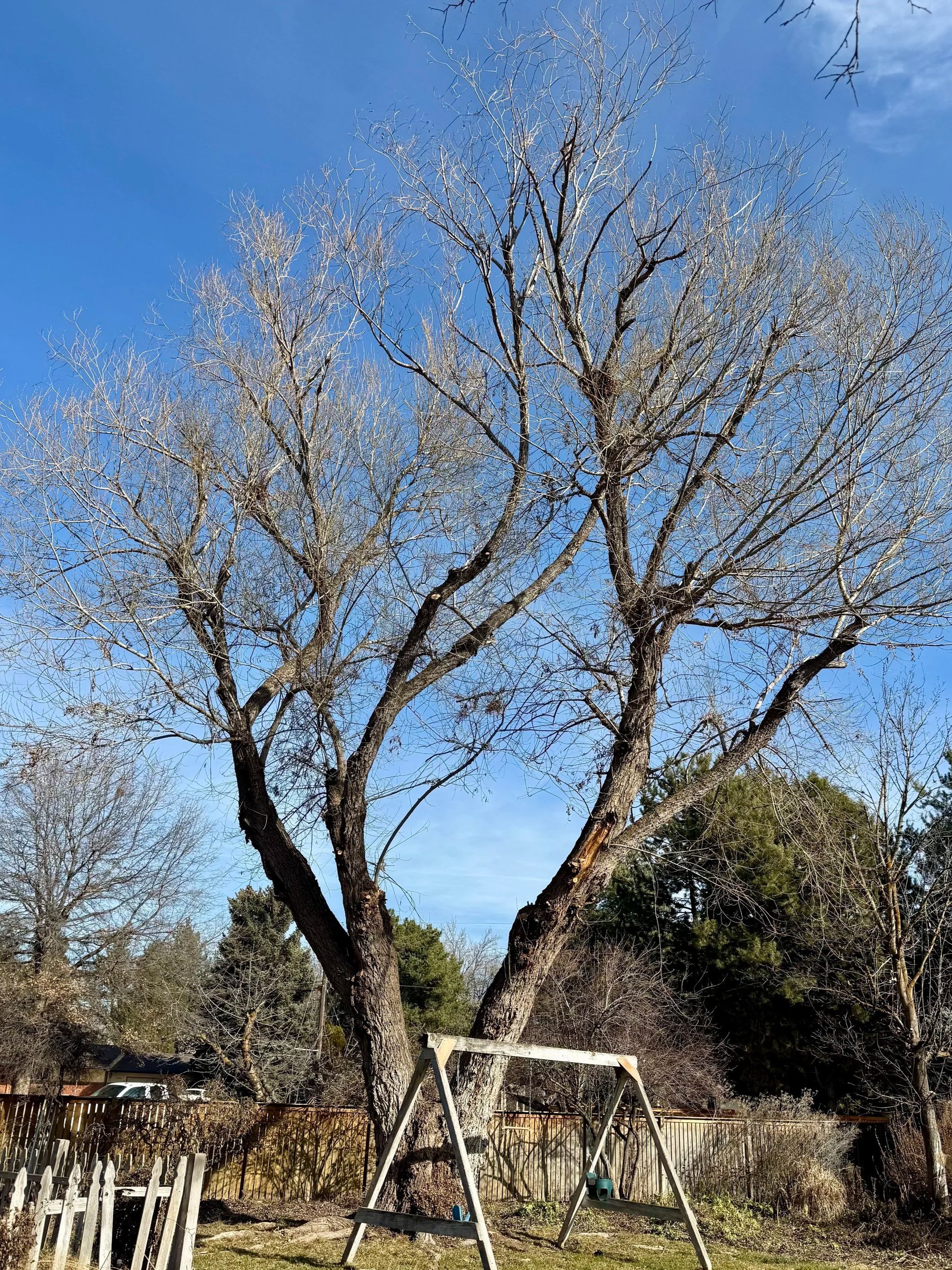 Willow tree that was pruned to remove large suckers, dead wood, and unsafe branches overhanging the swing set.