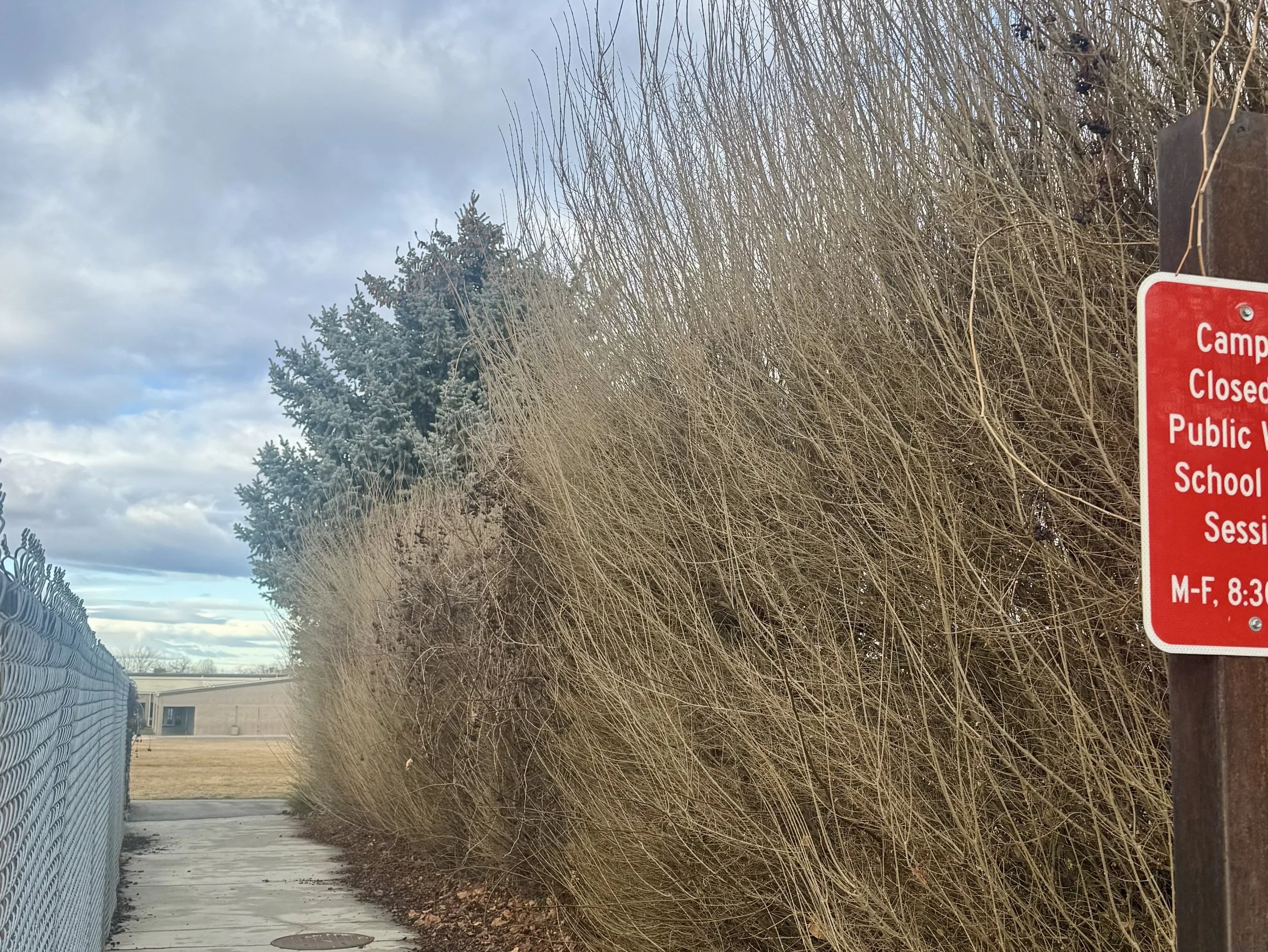 Large, overgrown shrubs next to a walkway before they have been trimmed back