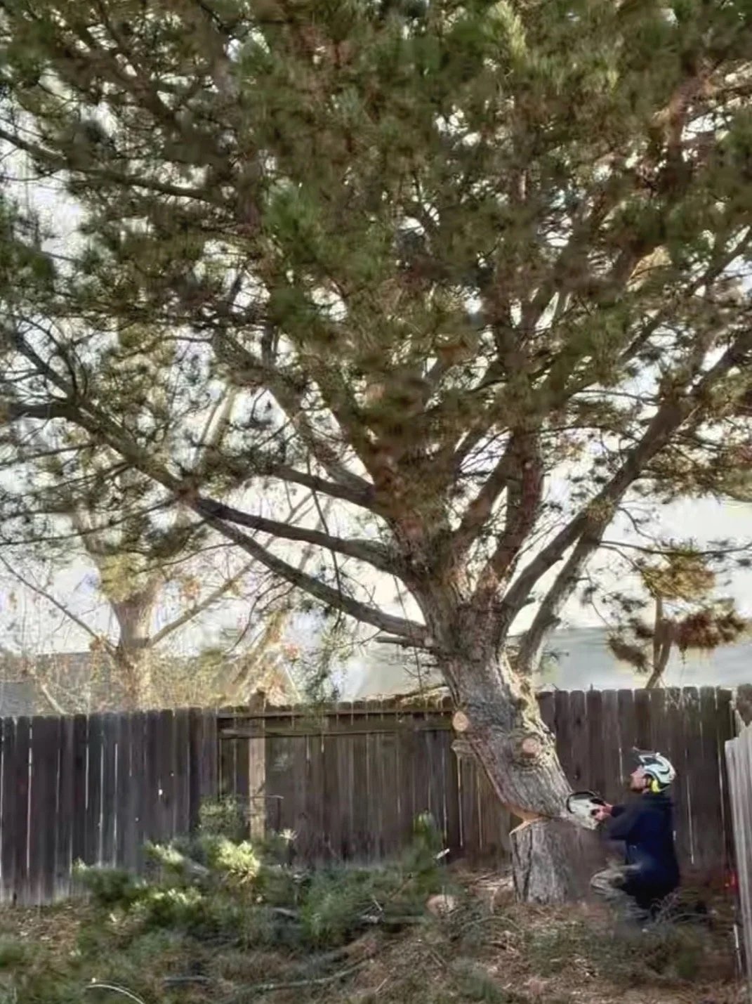 Large tree removal in Boise Idaho. Tree falling near fence.