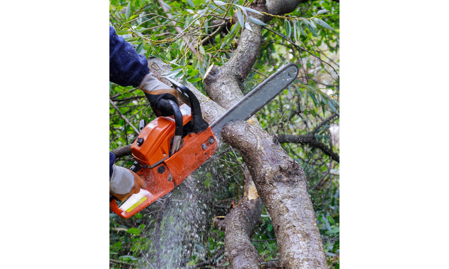chainsaw in progress of cutting a branch