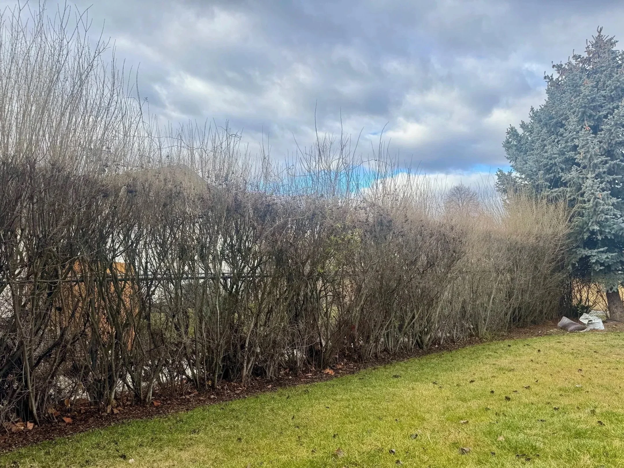 "Before" image of long hedge along fence with tall, messy branches