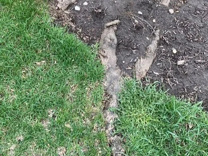 Dog paw print in soil next to grass
