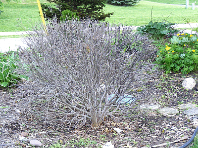 A dormant, leafless bush in a garden with green plants and flowers nearby, and a grassy yard in the background.