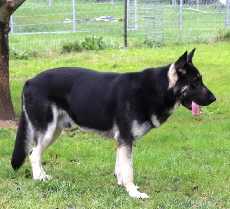 Saber 3 yrs old