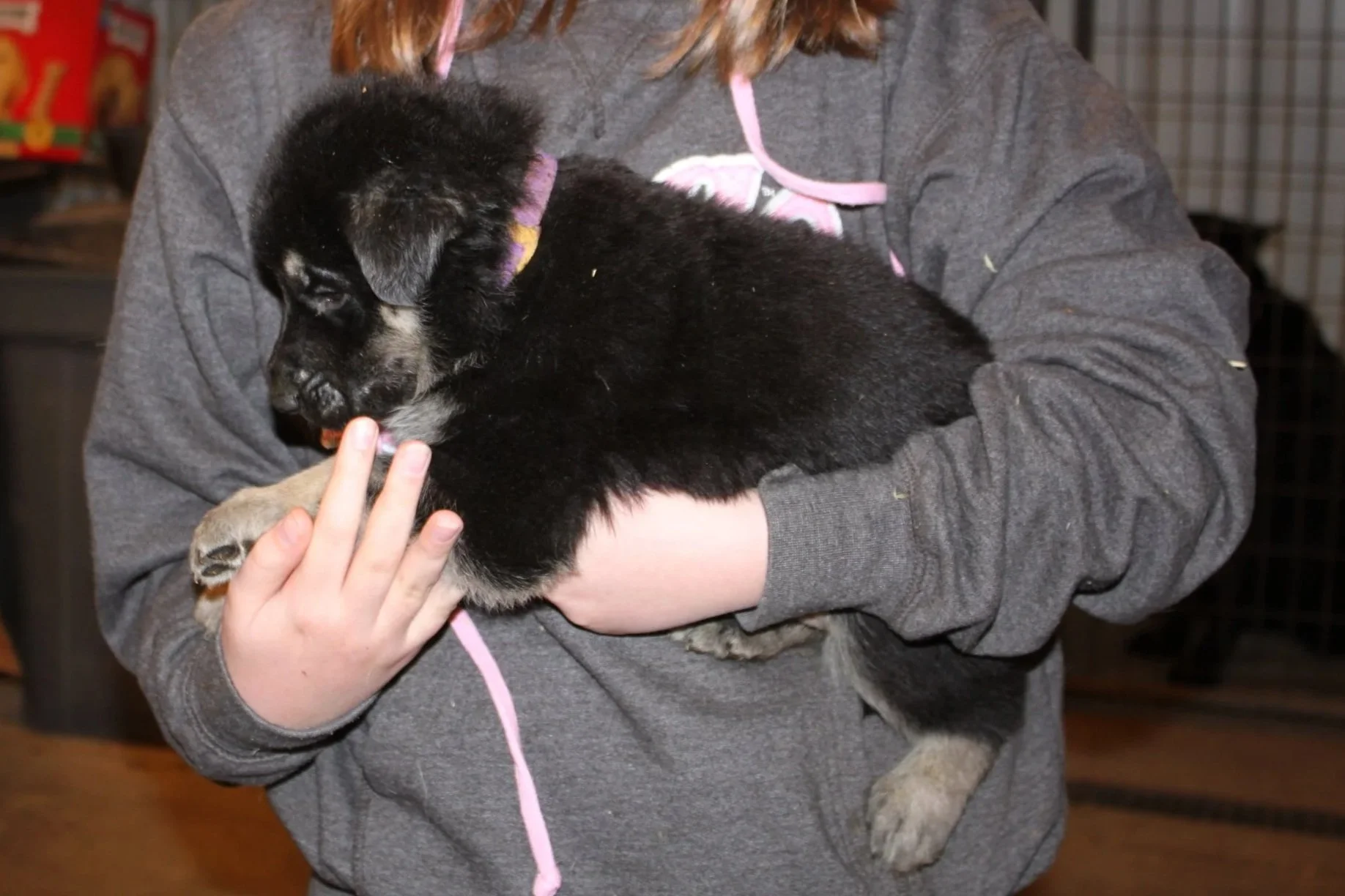 Saber 5 wks old