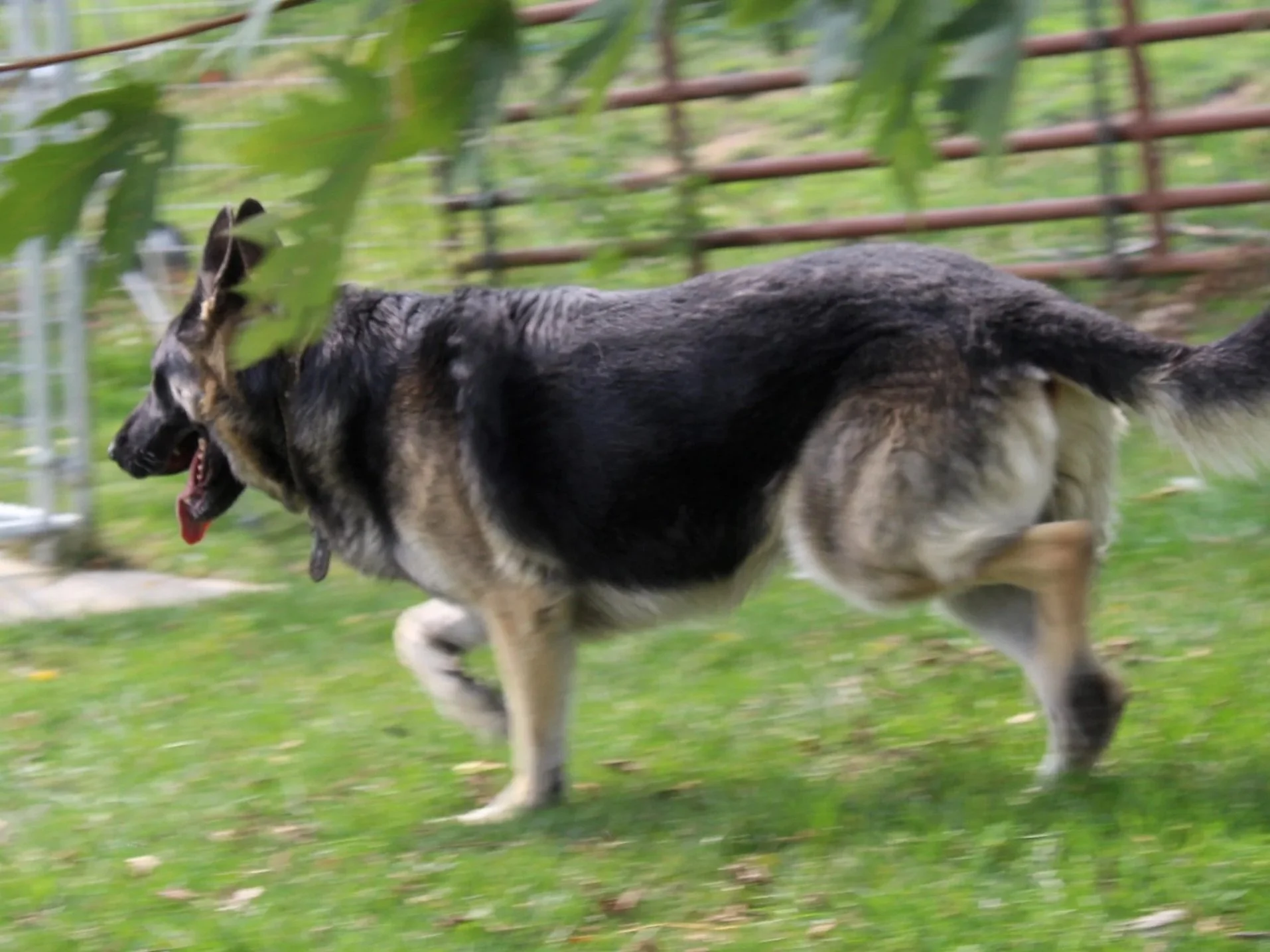 logan+trot+cute.jpg
