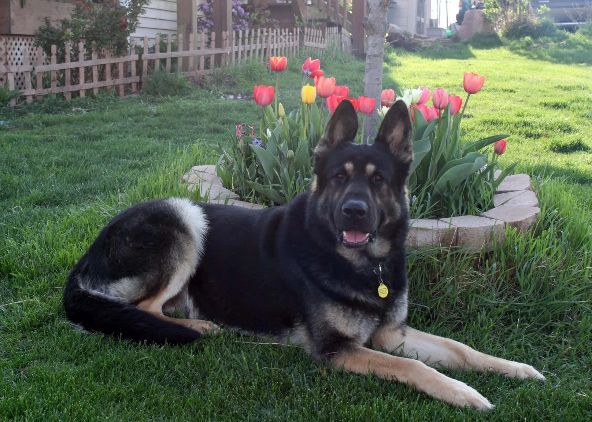 Smart, gorgeous, & huge!