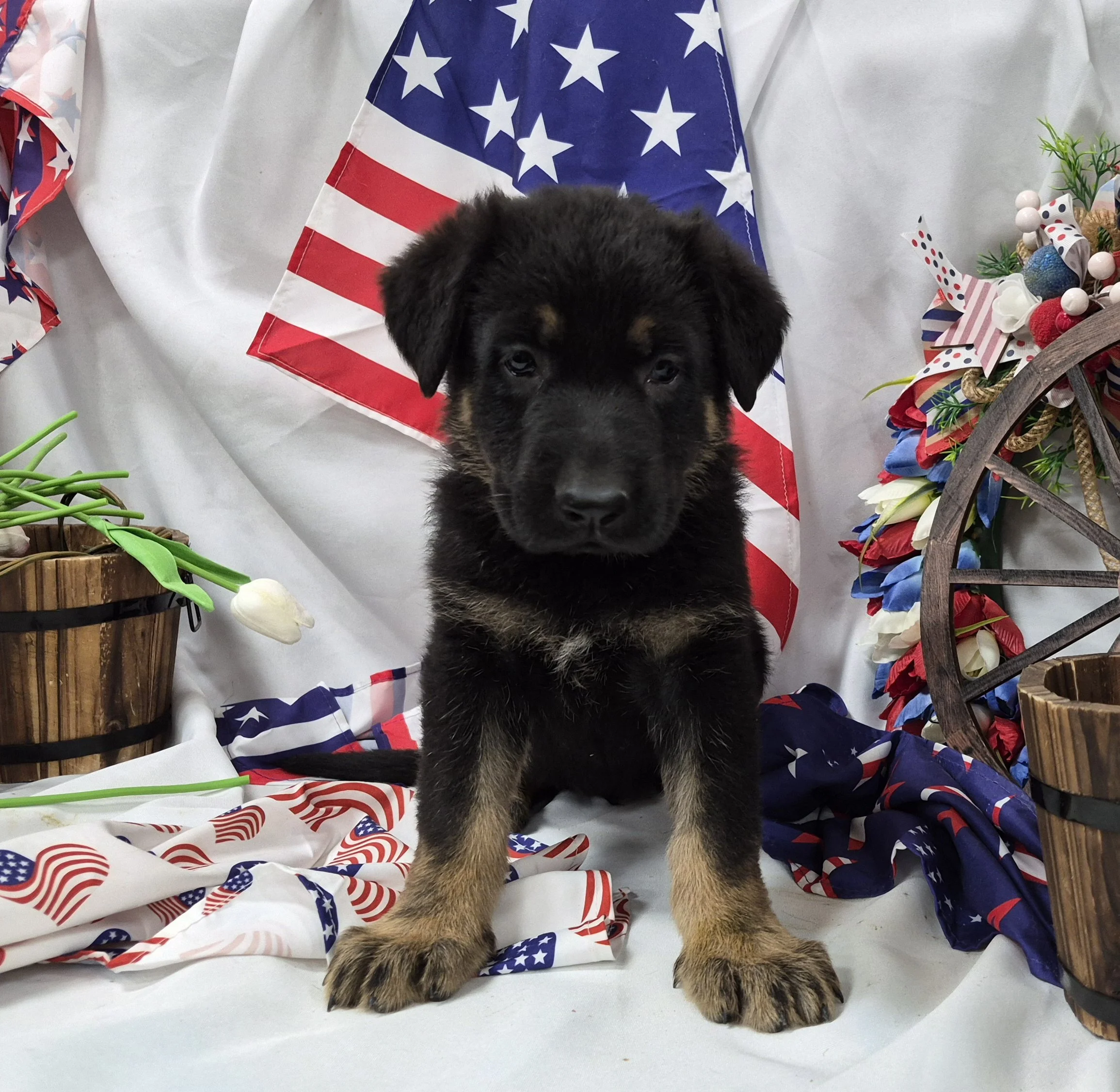 Orangefemale1wk6.jpg