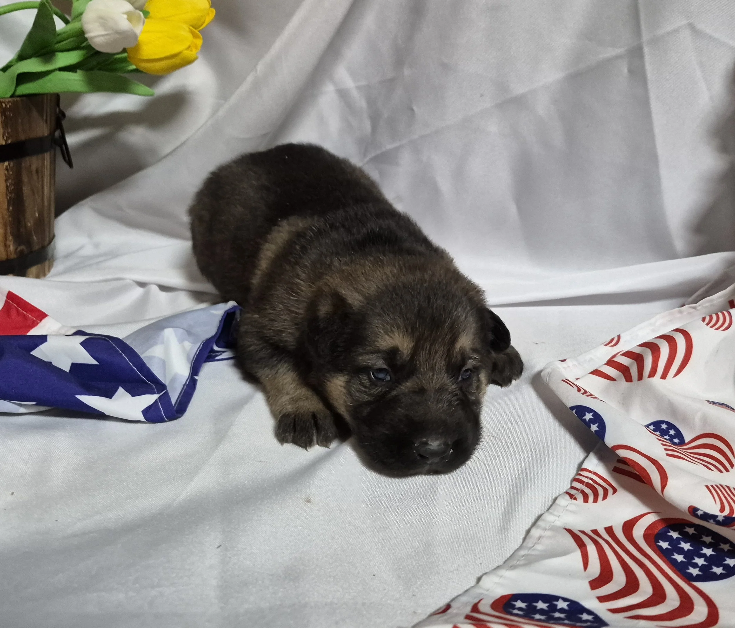 Tanfemale2wk3.jpg