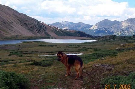 falco colorado.jpeg