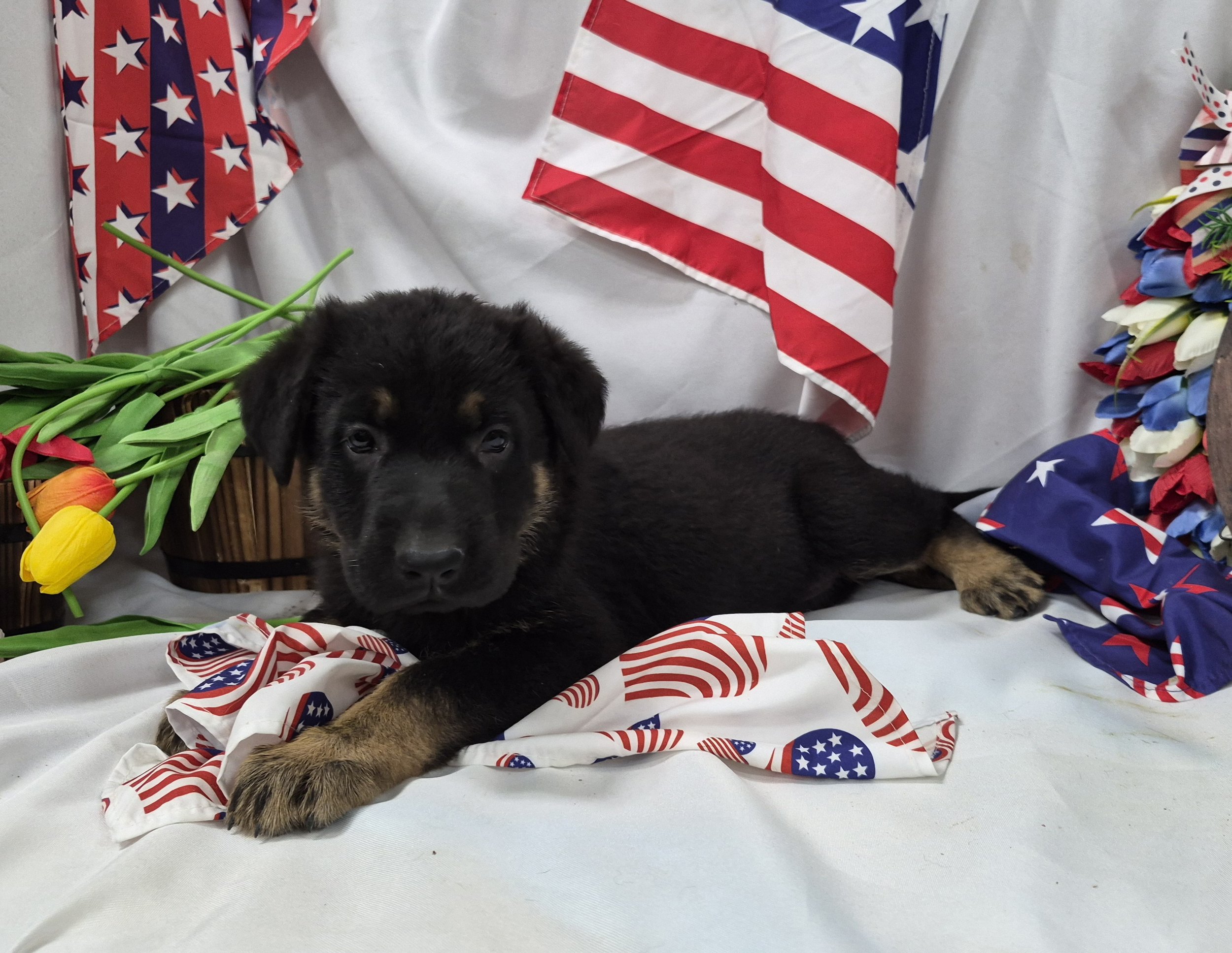 Orangefemale4wk6.jpg