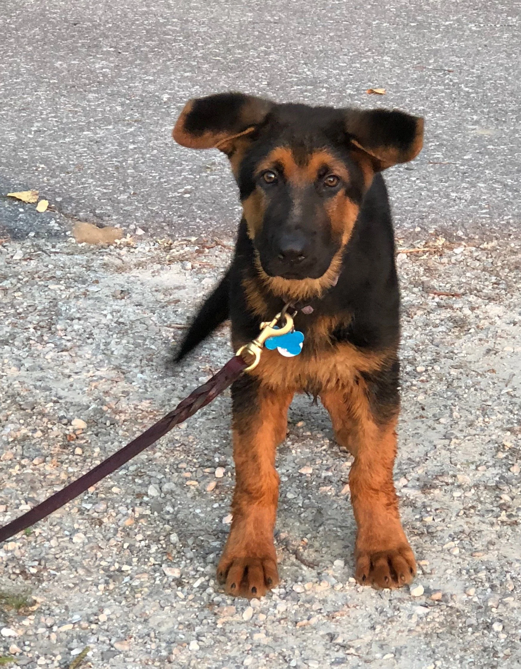 cooper 12 wks.jpg