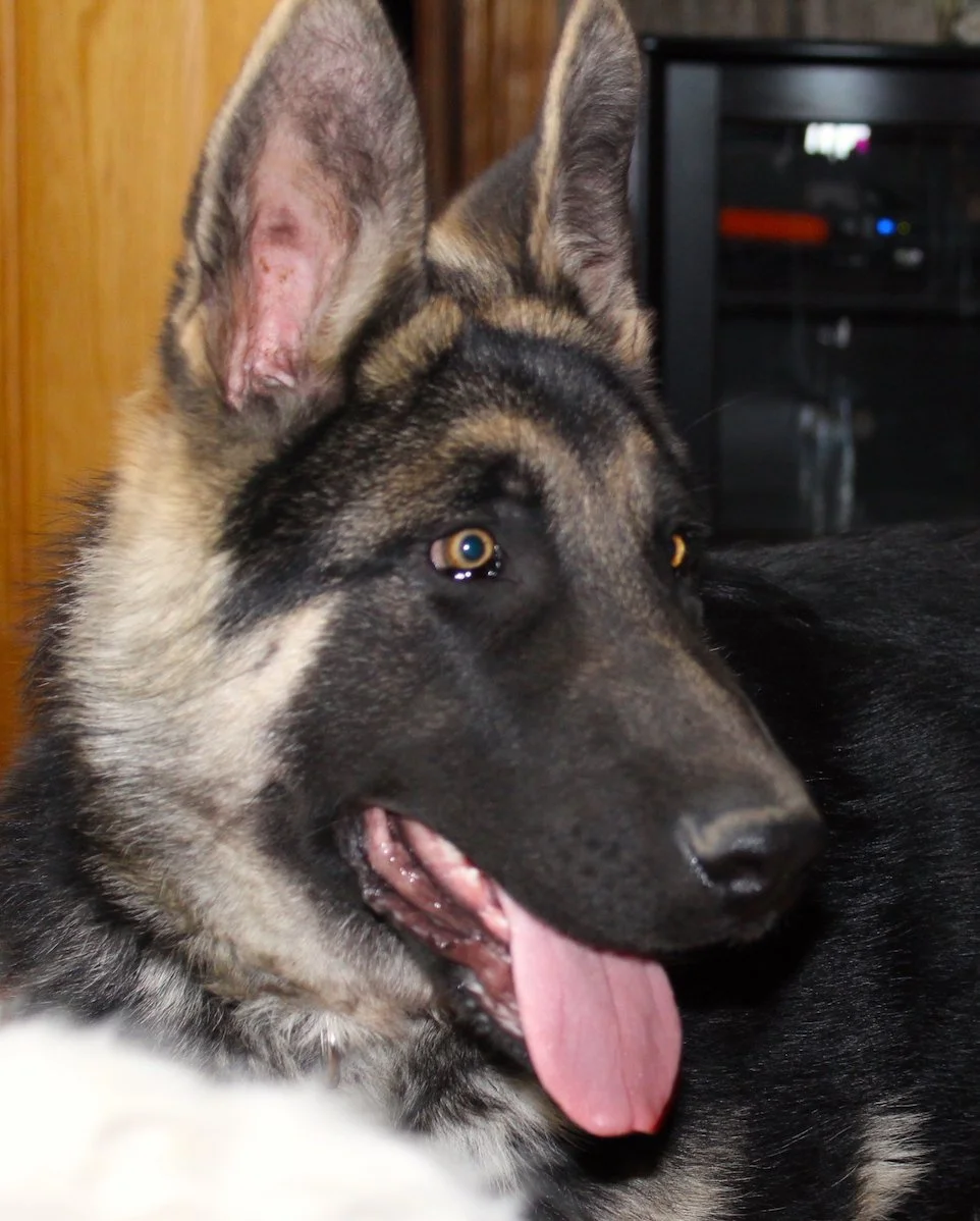 logan eyes.JPG
