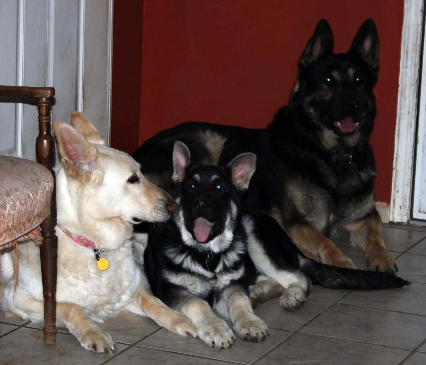 Saber at 4mo with Duke and Shadow