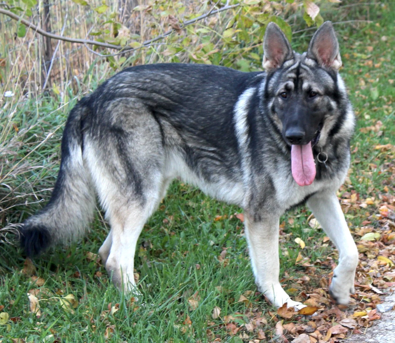 8 months old