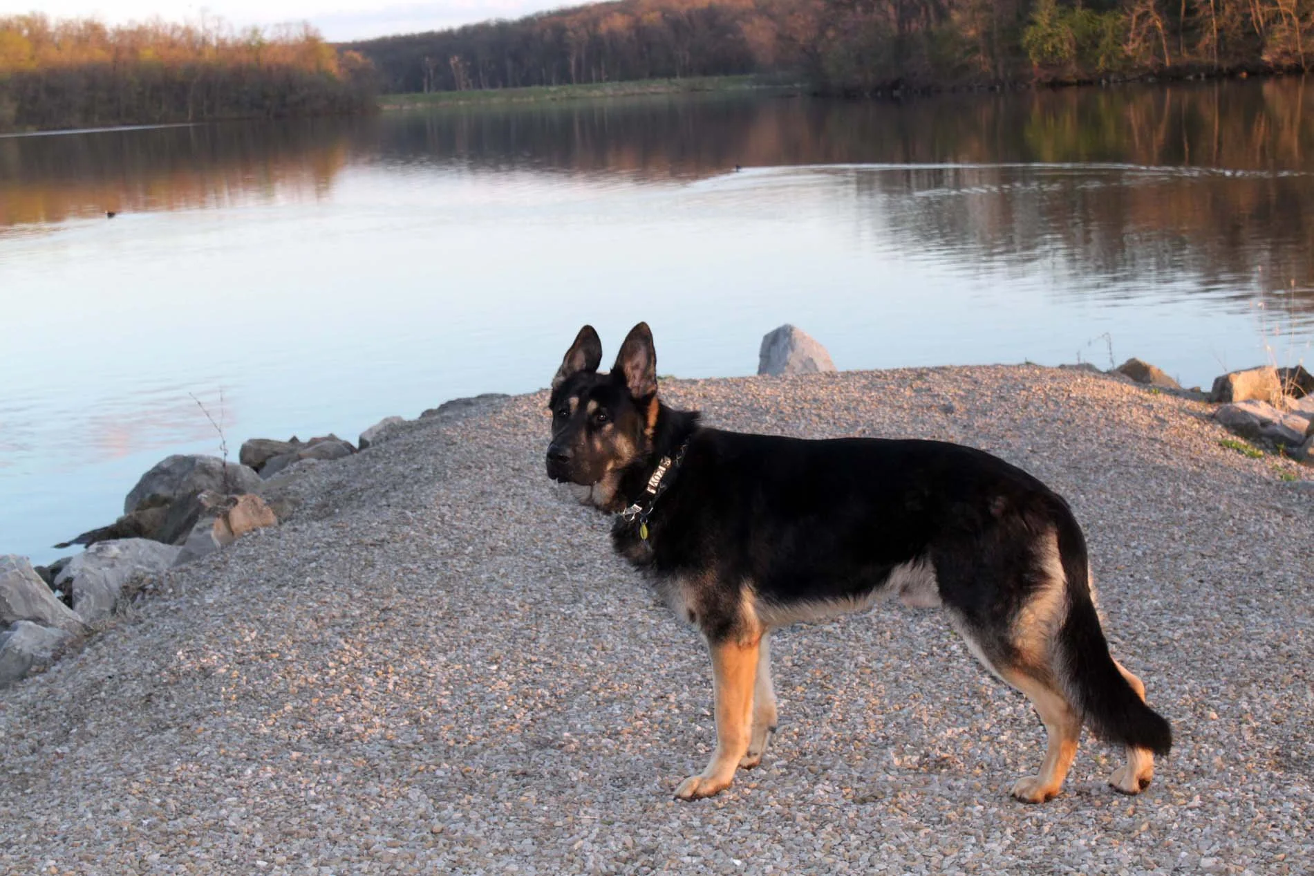 duke at lakesm.jpg